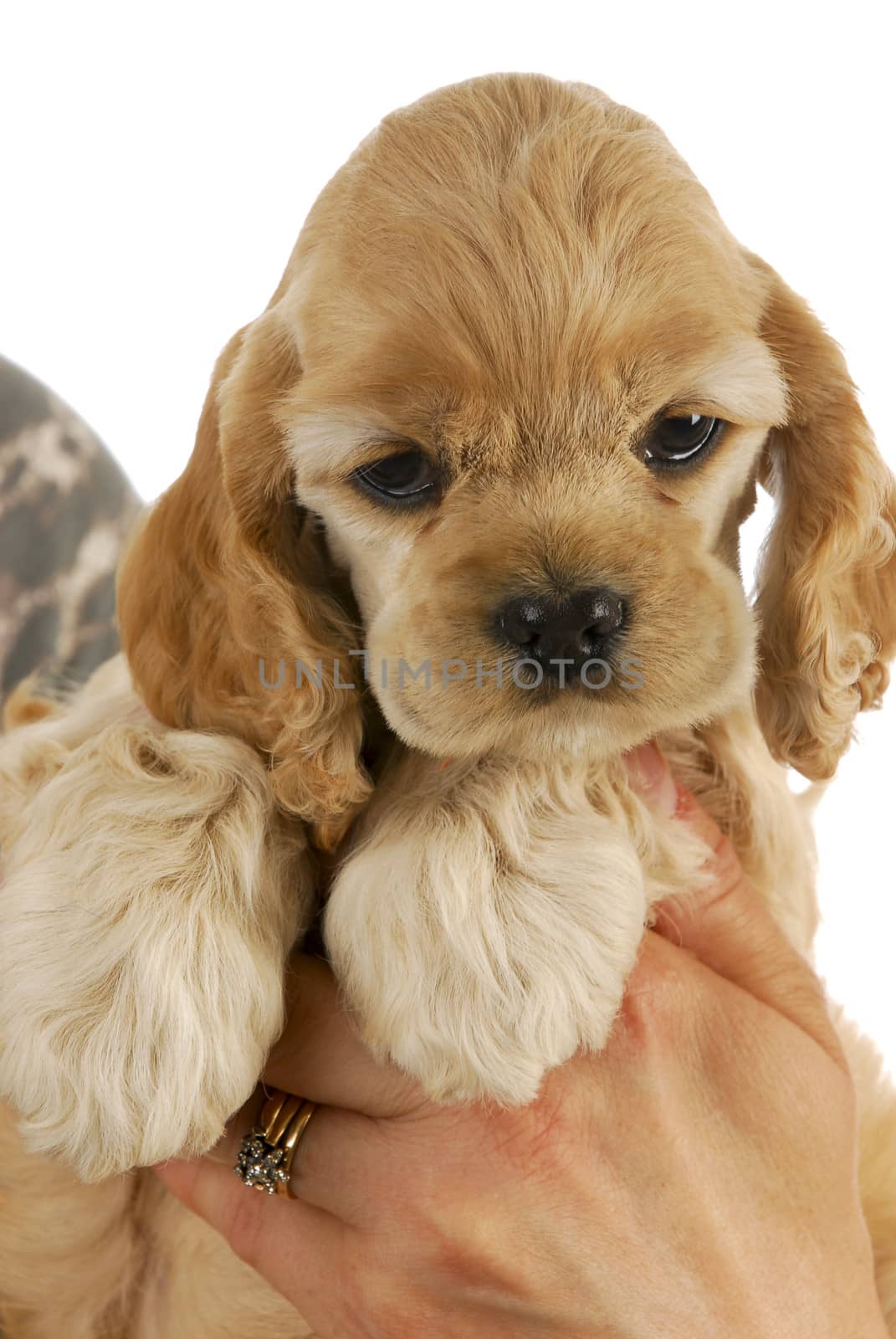 hands holding puppy - 7 weeks old american cocker spaniel puppy