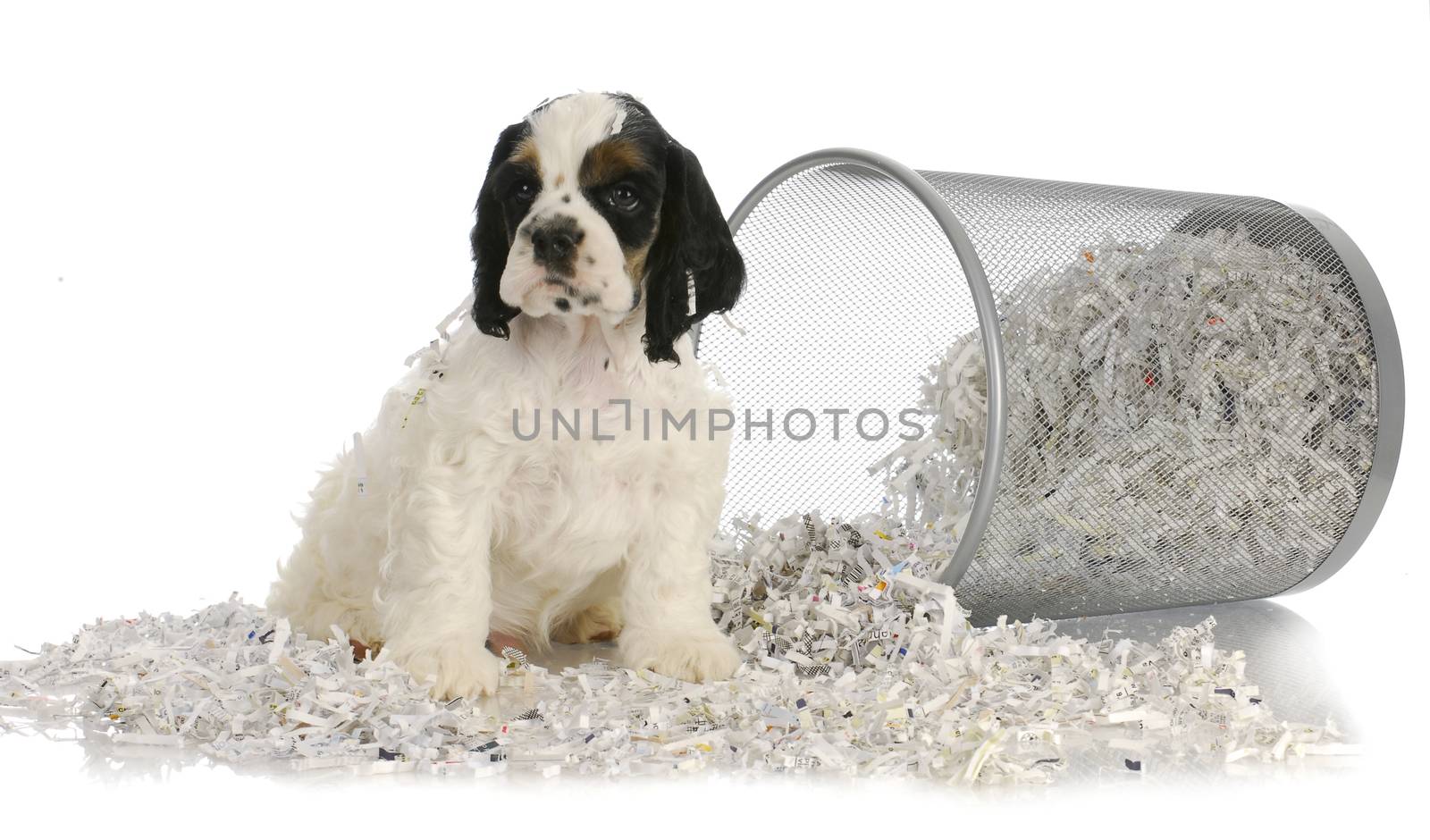 puppy sitting in recycled paper - american cocker spaniel puppy - 8 weeks old