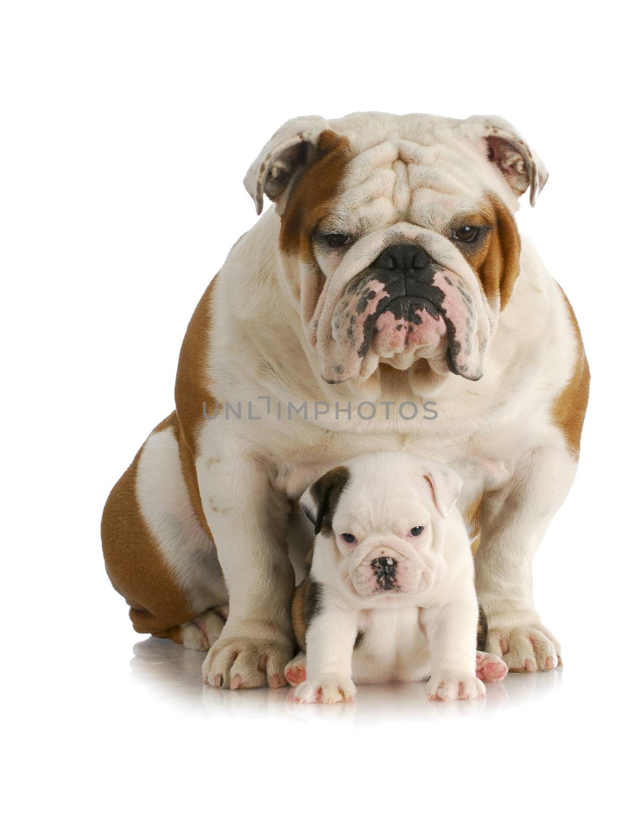 adult dog and puppy - english bulldog father and daughter sitting looking at viewer with reflection on white background