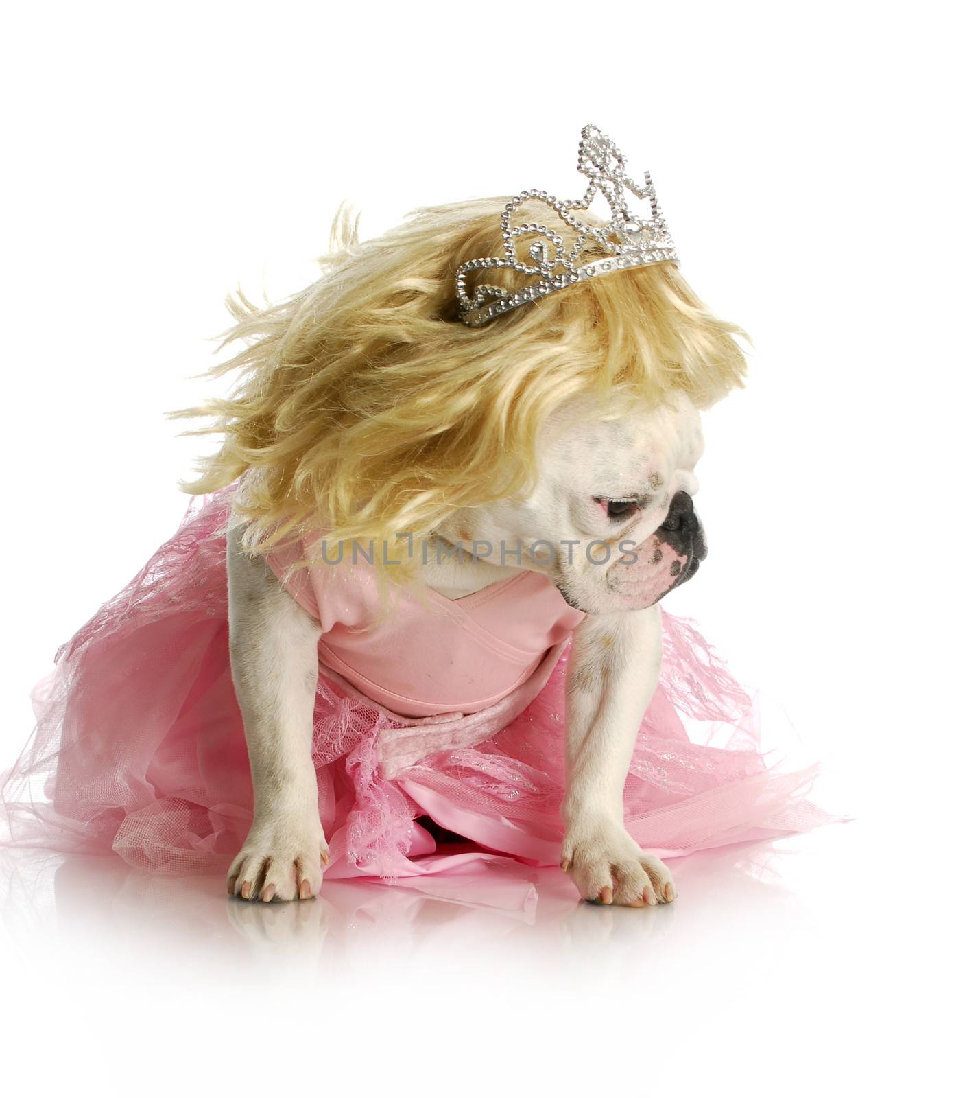 spoiled dog pouting - english bulldog dressed up with blond wig and pink tutu with sad expression