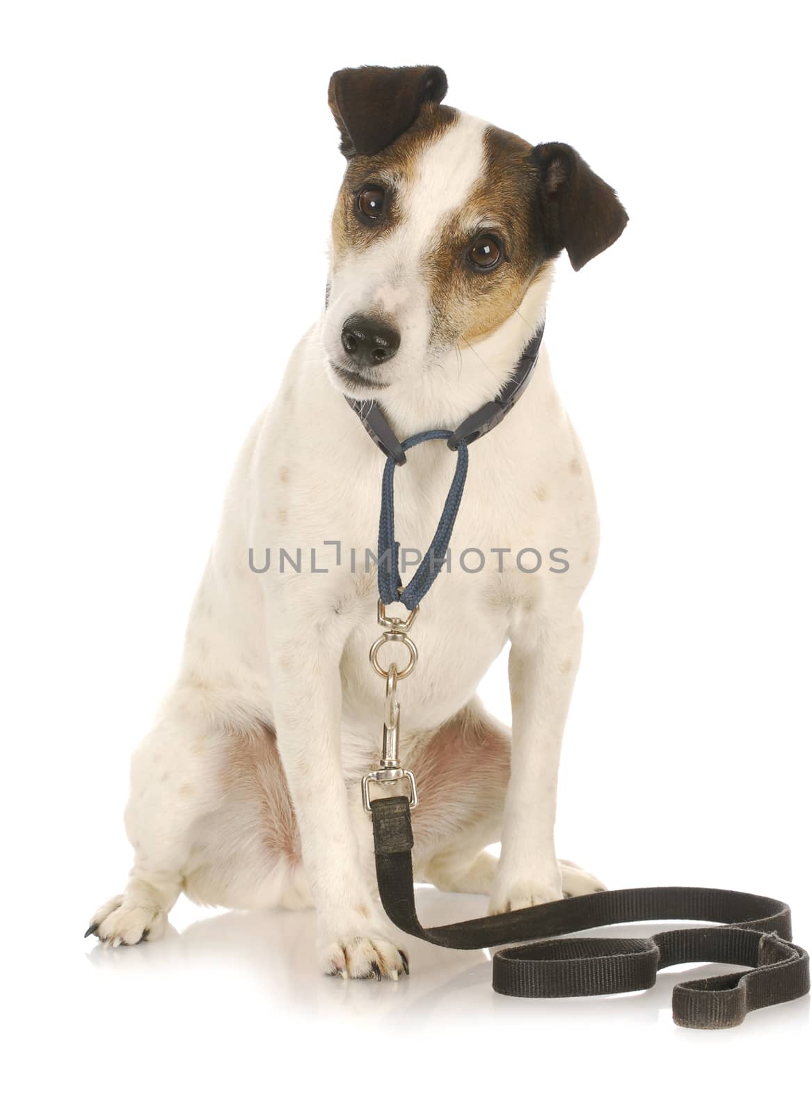 dog exercise - jack russel terrier waiting to go for a walk 