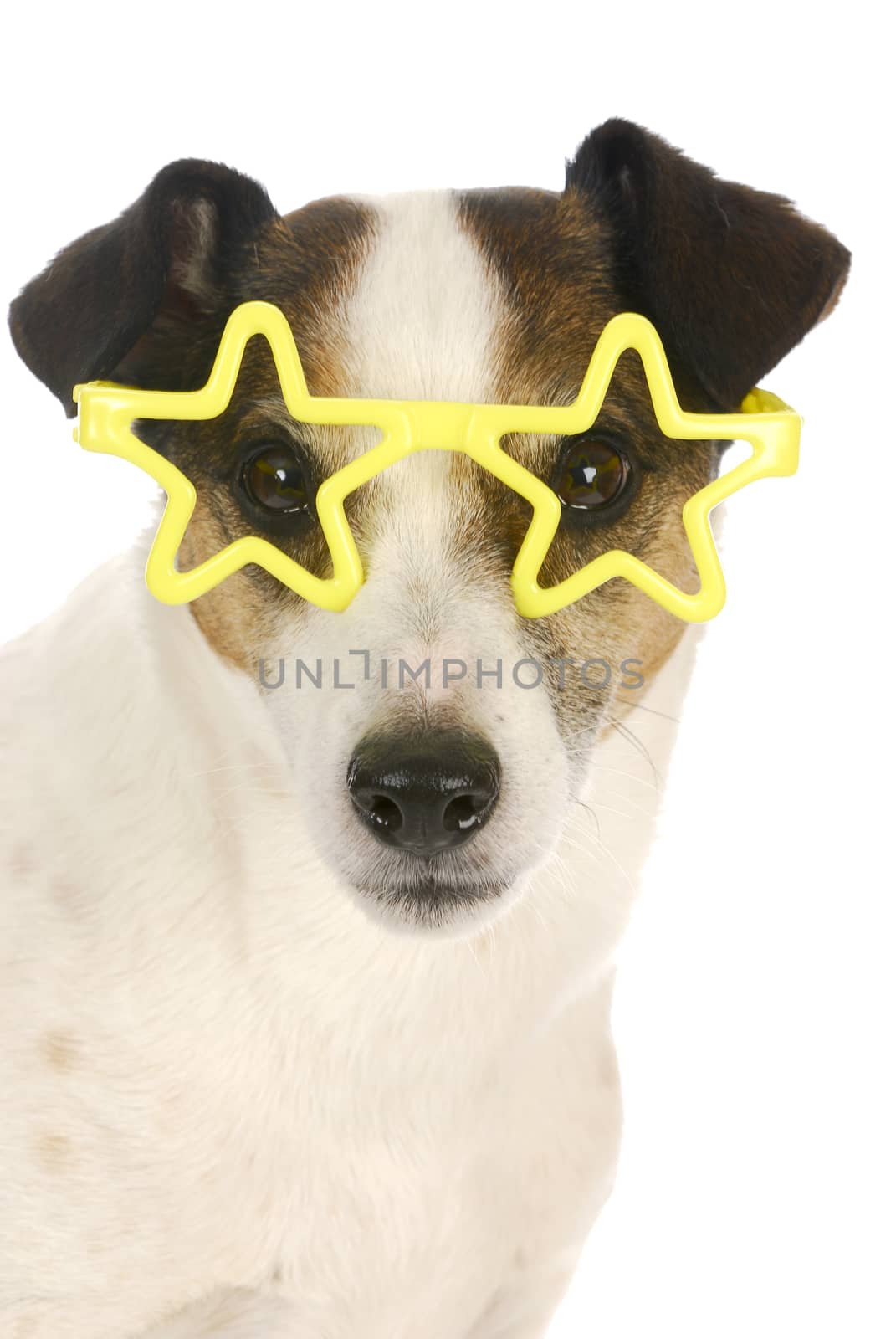 famous dog - jack russel terrier wearing yellow star shaped glasses on white background