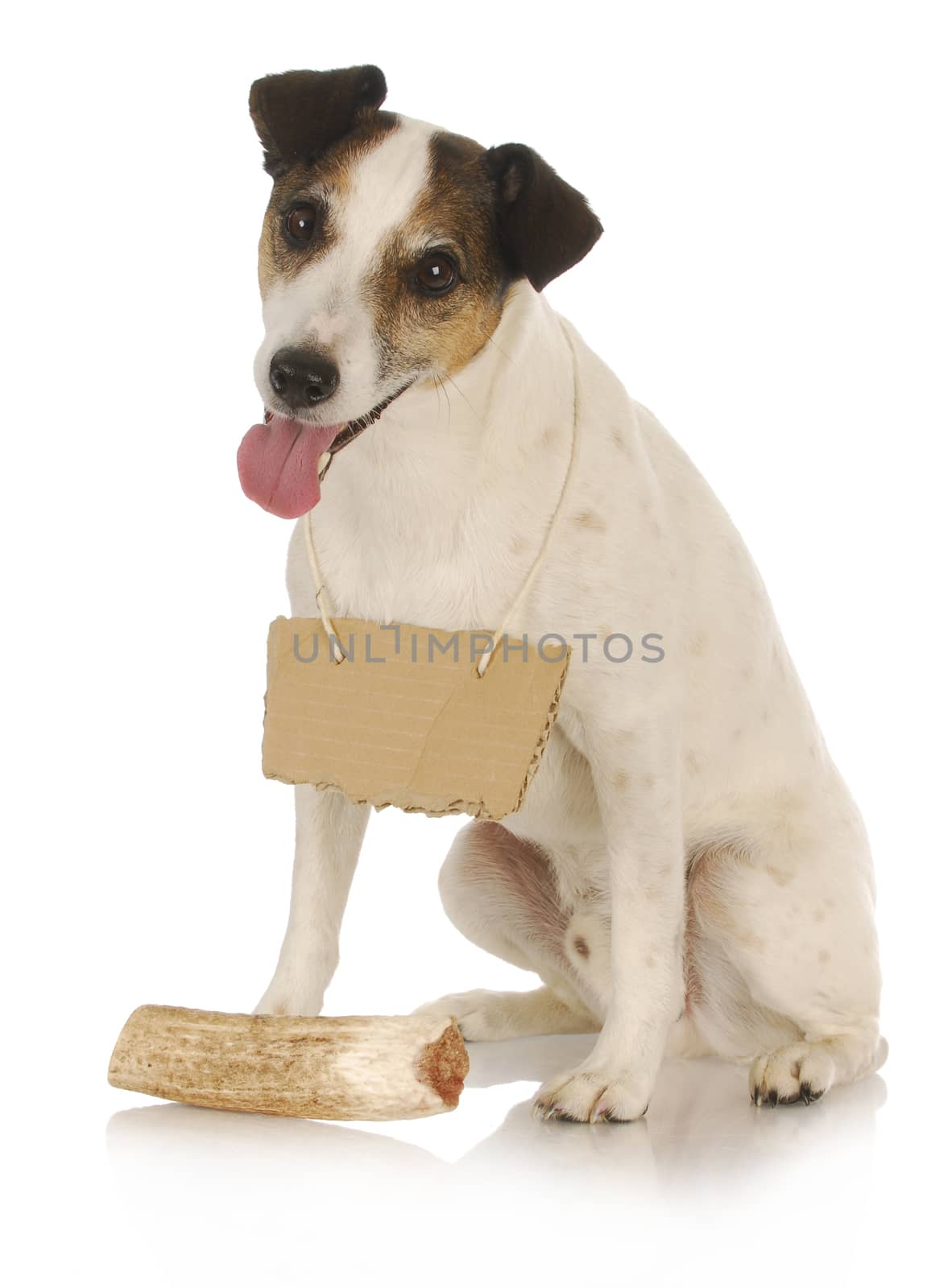 dog with bone - jack russel terrier wearing blank sign around neck sitting in front of dog bone