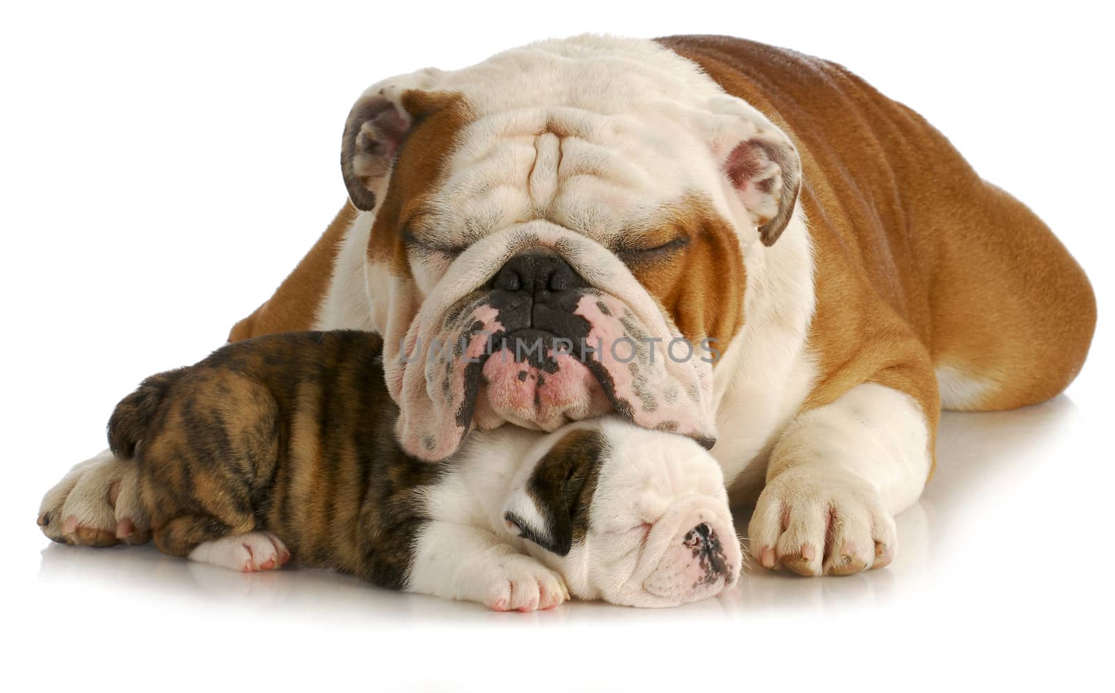 bulldog father and puppy sleeping with reflection on white background - pup is 7 weeks old