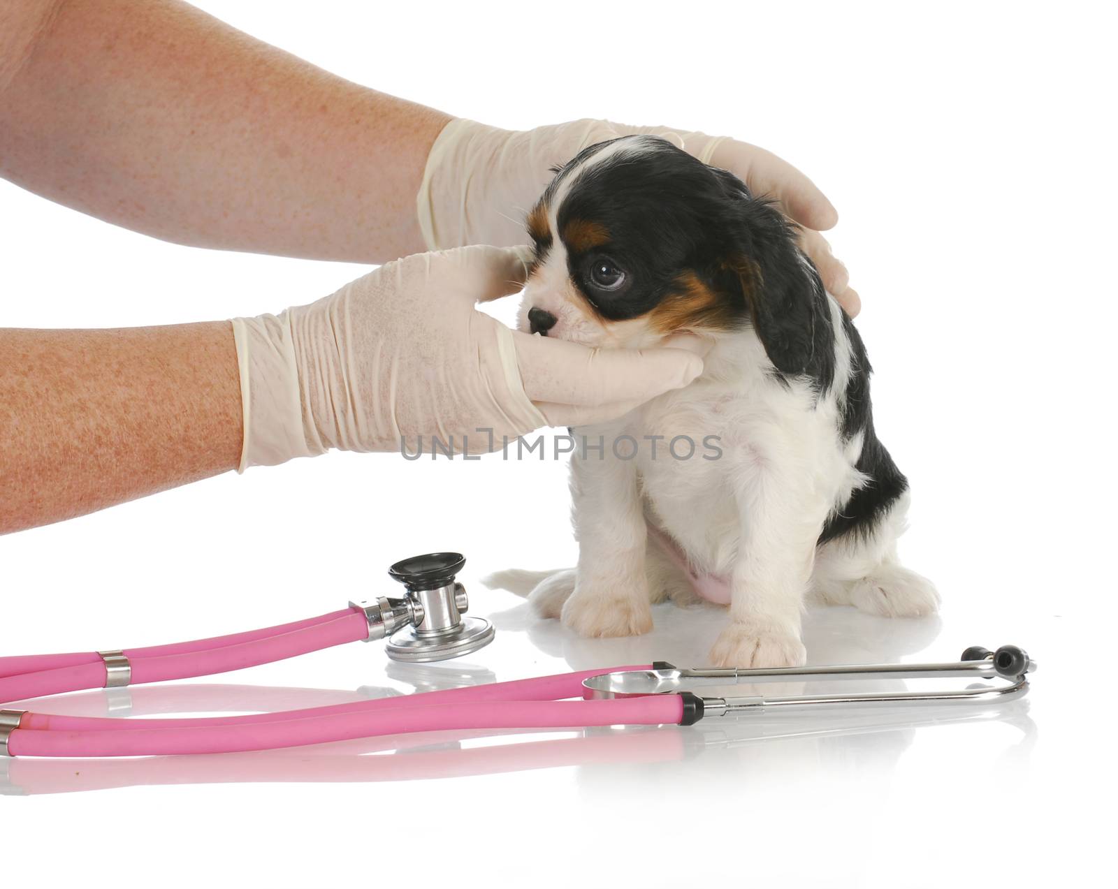 veterinary care - cavalier king charles spaniel puppy being examined by veterinarian on white background