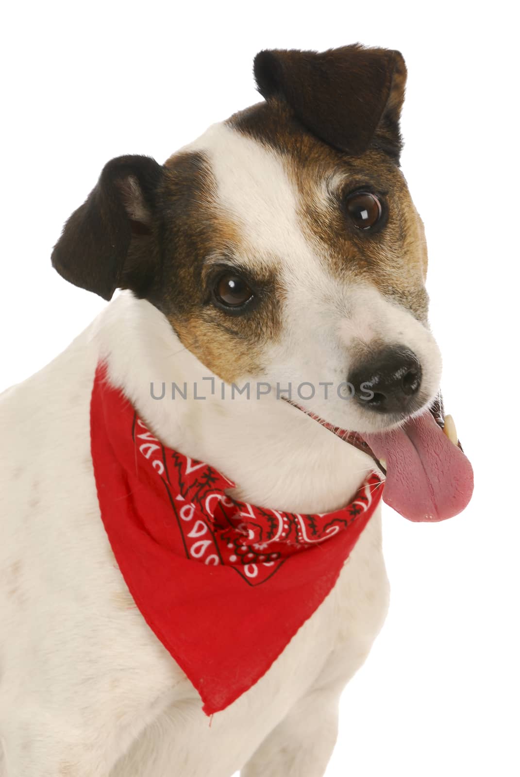 cute dog - jack russell terrier wearing red bandanna on white background