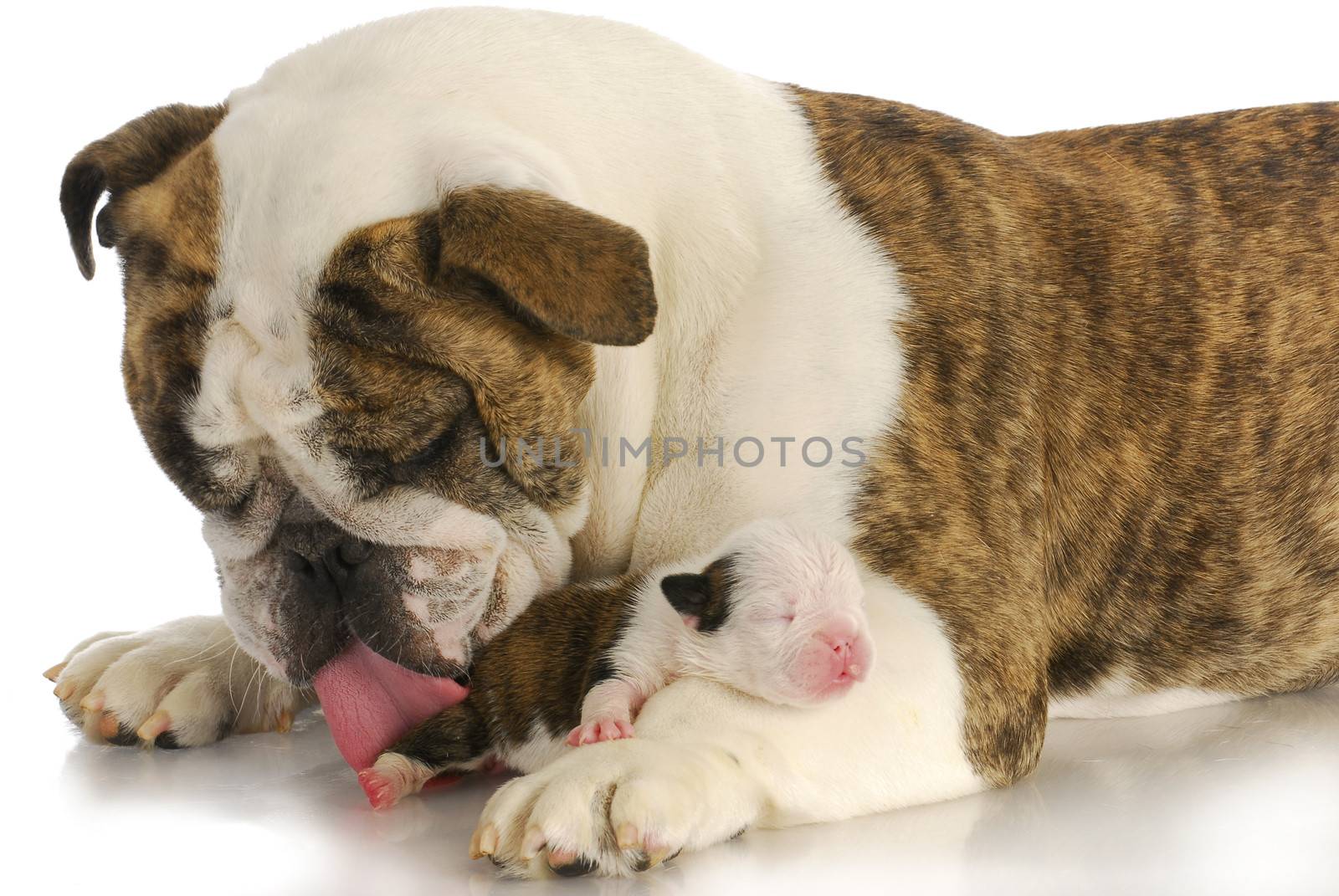 newborn puppy being cleaned by mother - english bulldog and two week old pup