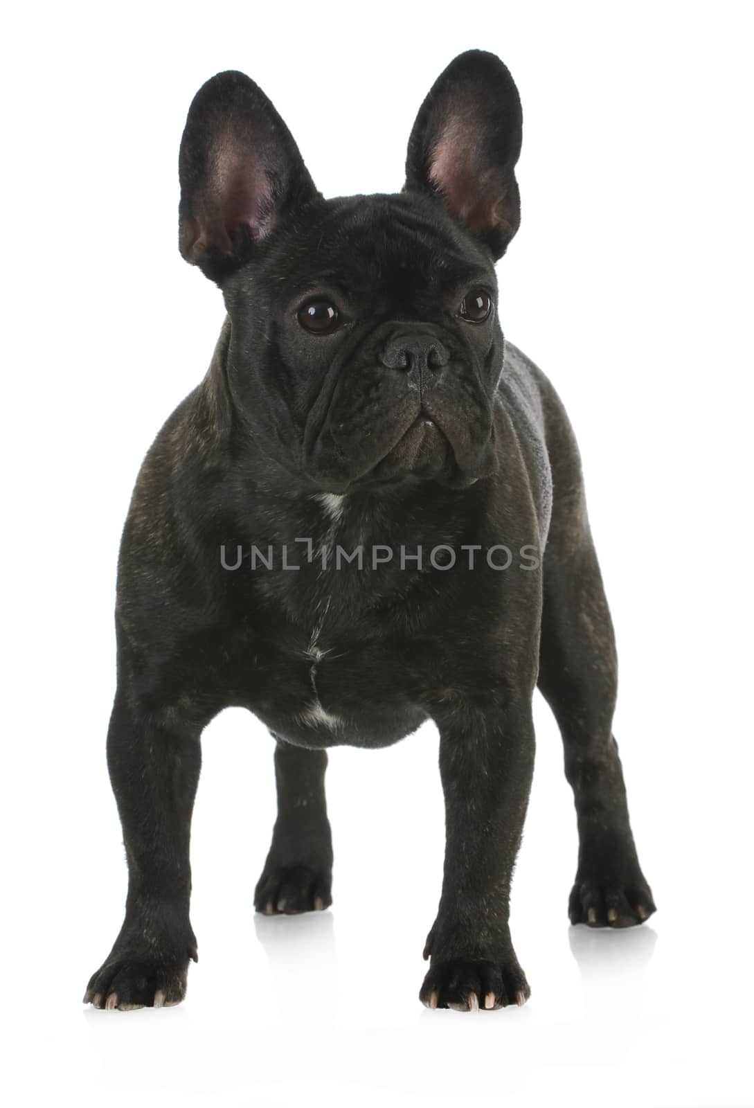black brindle french bulldog standing with reflection on white background