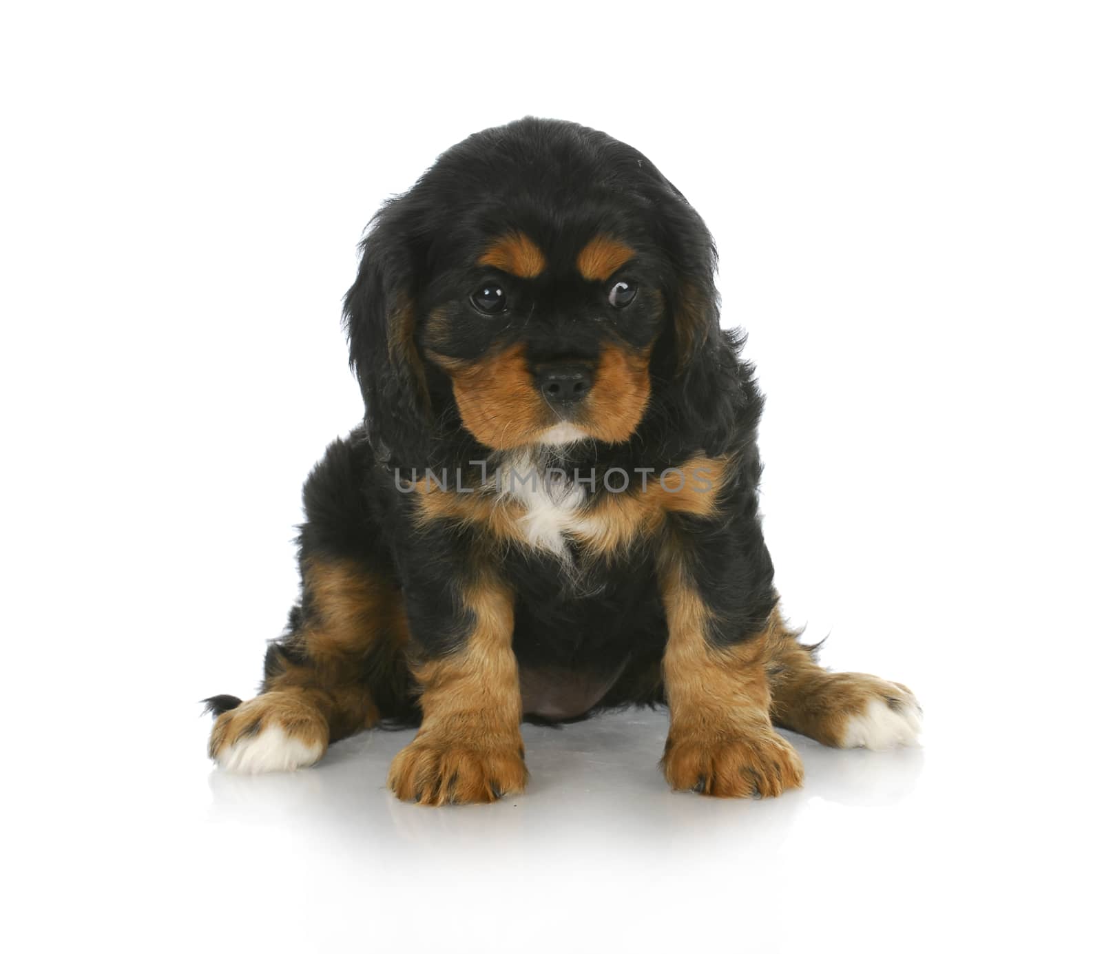 cute puppy - black and tan cavalier king charles spaniel puppy sitting - 6 weeks old