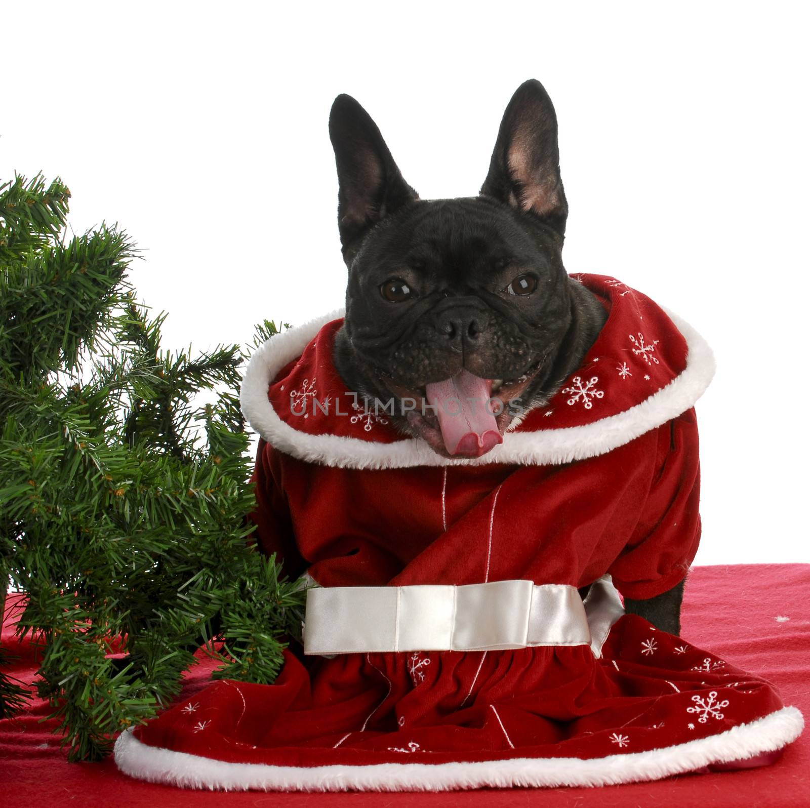 christmas puppy -  french bulldog with silly expression ready for christmas 