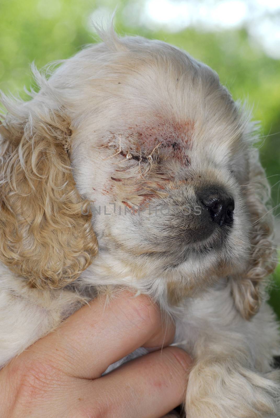veterinary care - cocker spaniel puppy one day post-op from having eye removed - congenital glaucoma 