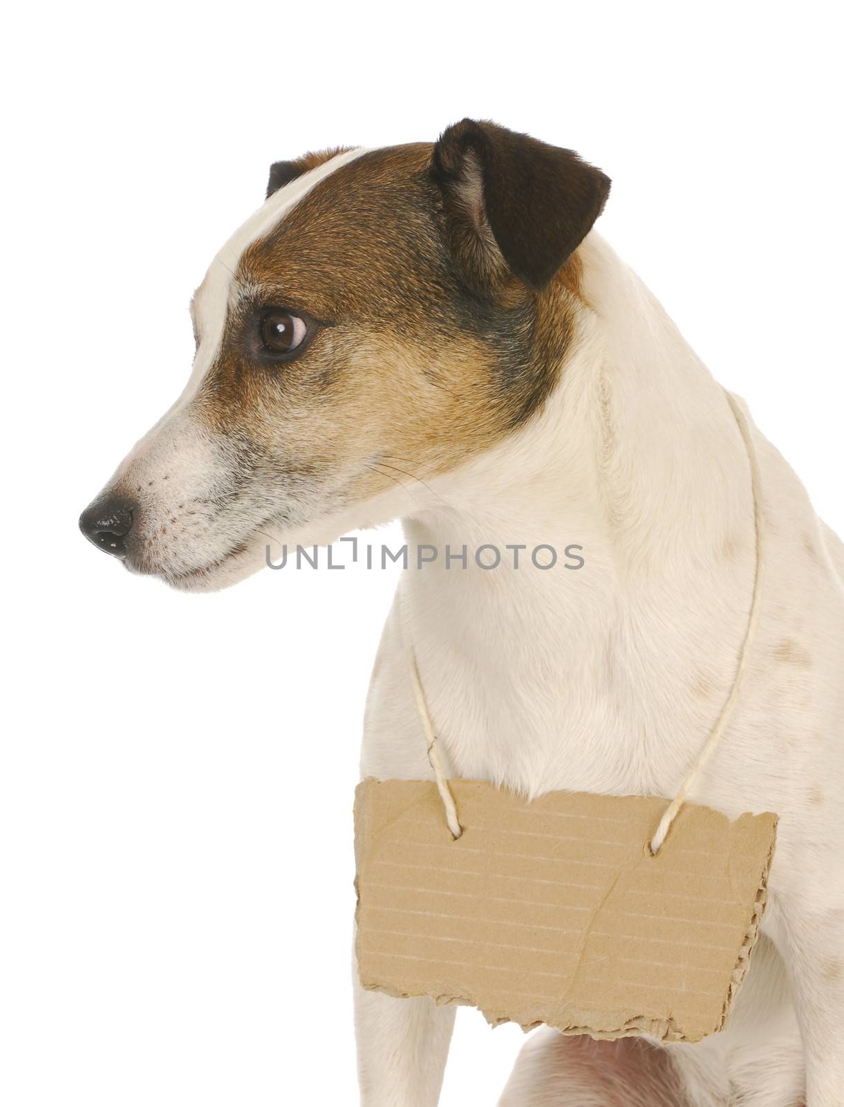 dog wearing sign - jack russell terrier with cardboard sign around neck 