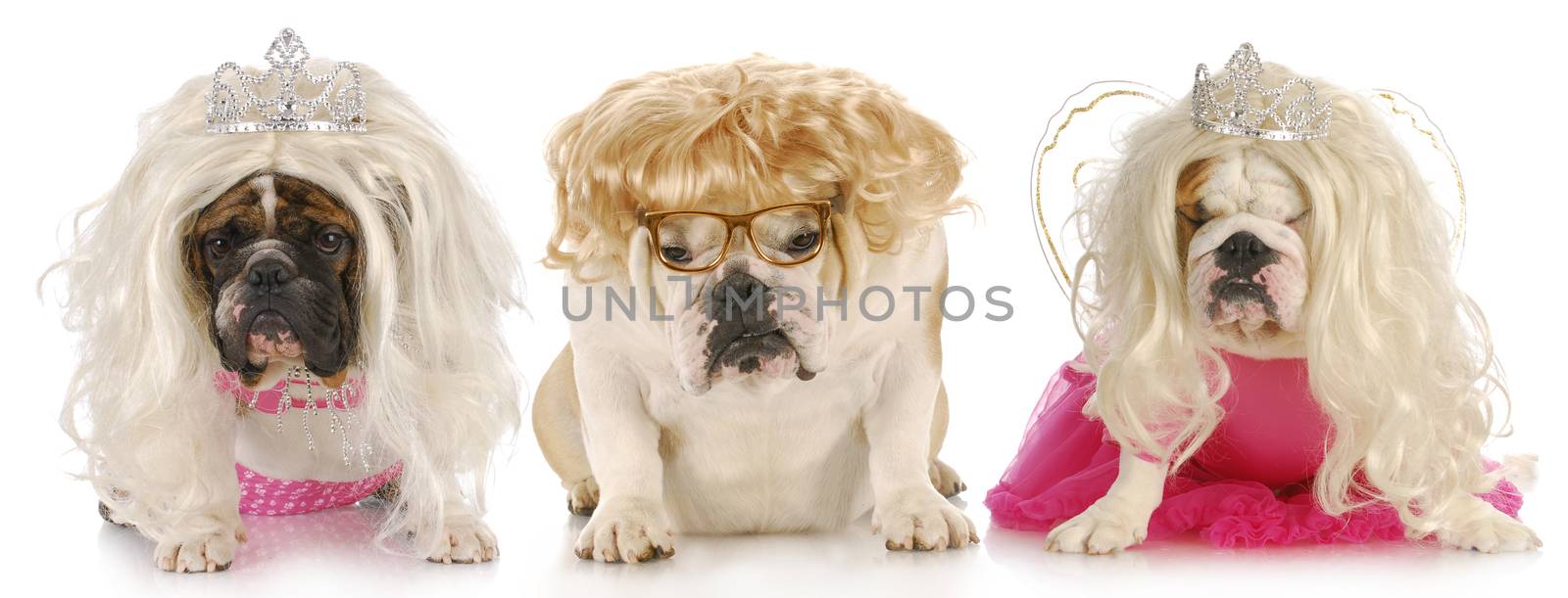 three divas - english bulldogs with sour expressions wearing female clothing on white background