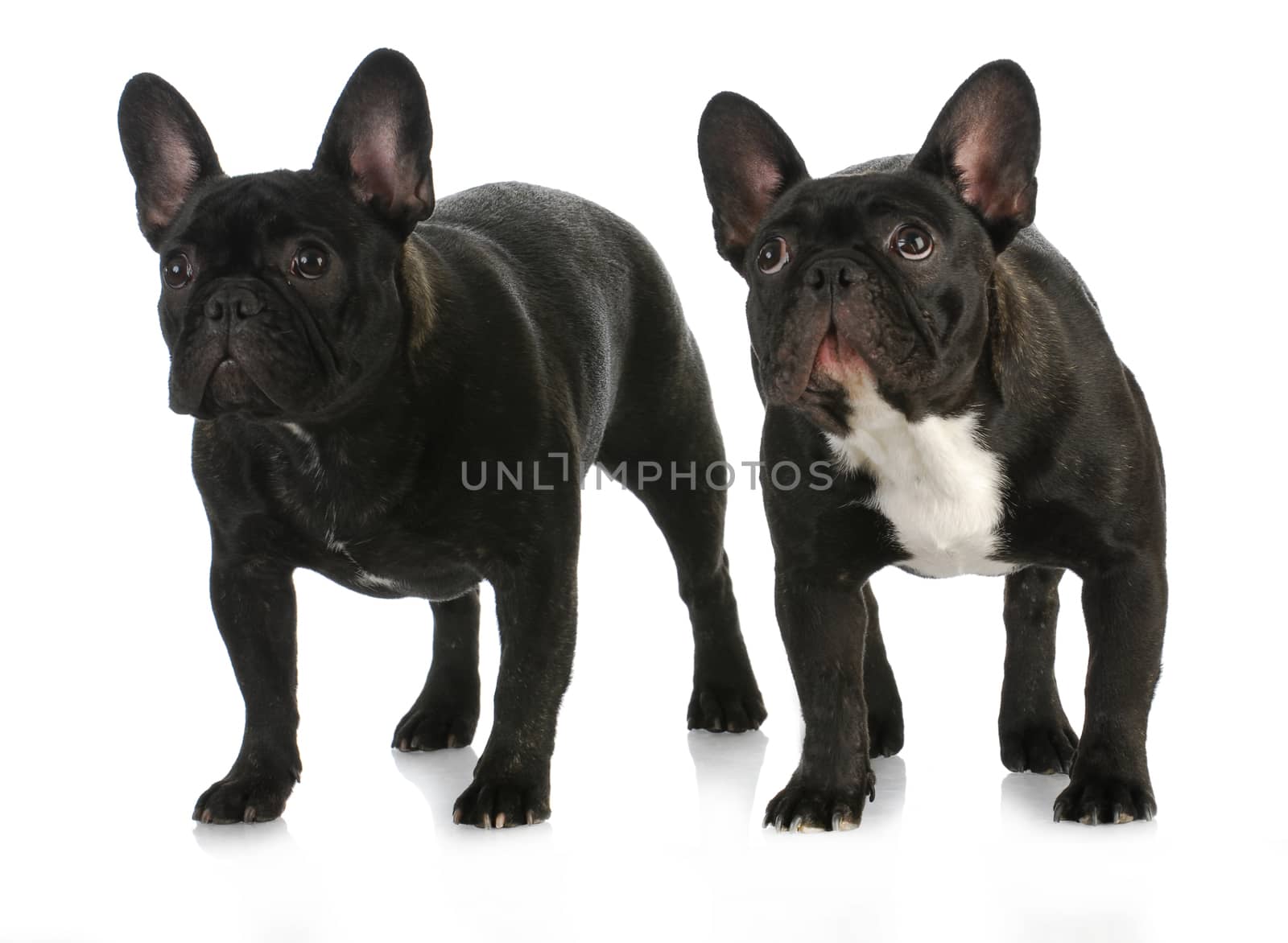 two dogs - french bulldog litter mates standing on white background