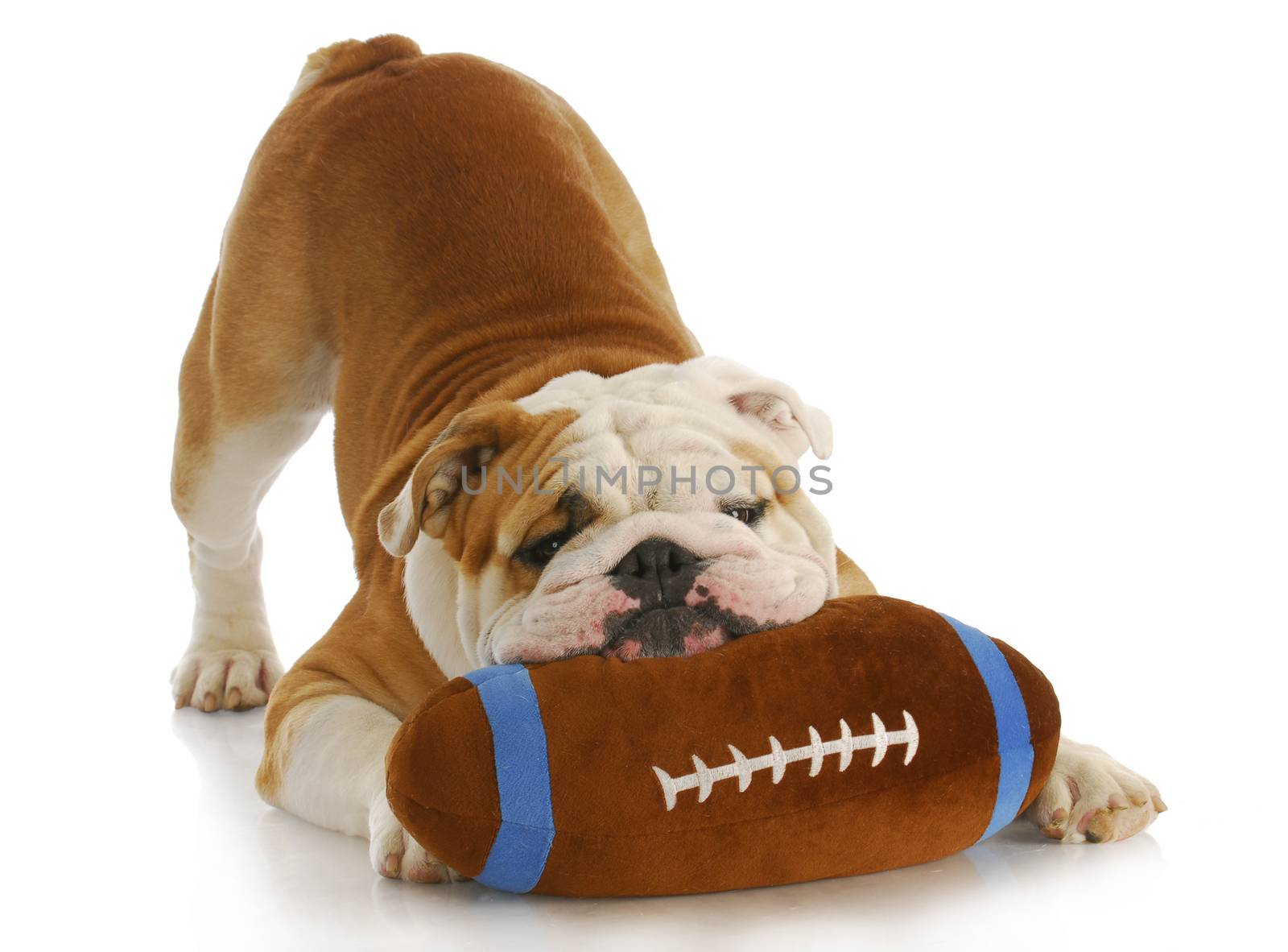 playful dog - english bulldog with stuffed football playing on white background