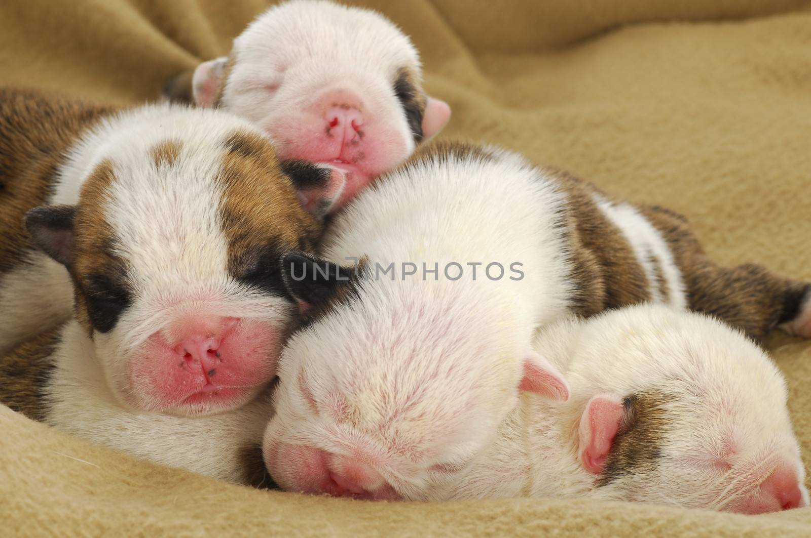 one week old litter of puppies - english bulldog
