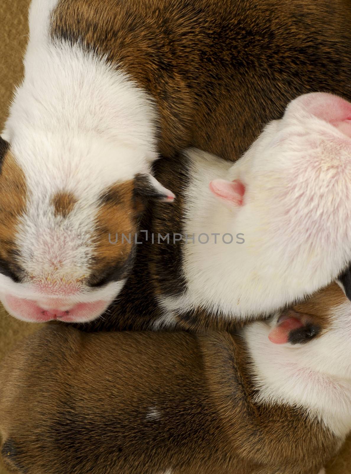 litter of puppies - english bulldog puppy macro