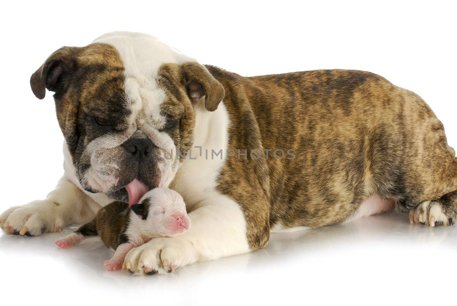 mother and puppy - english bulldog mom with two week old puppy on white background