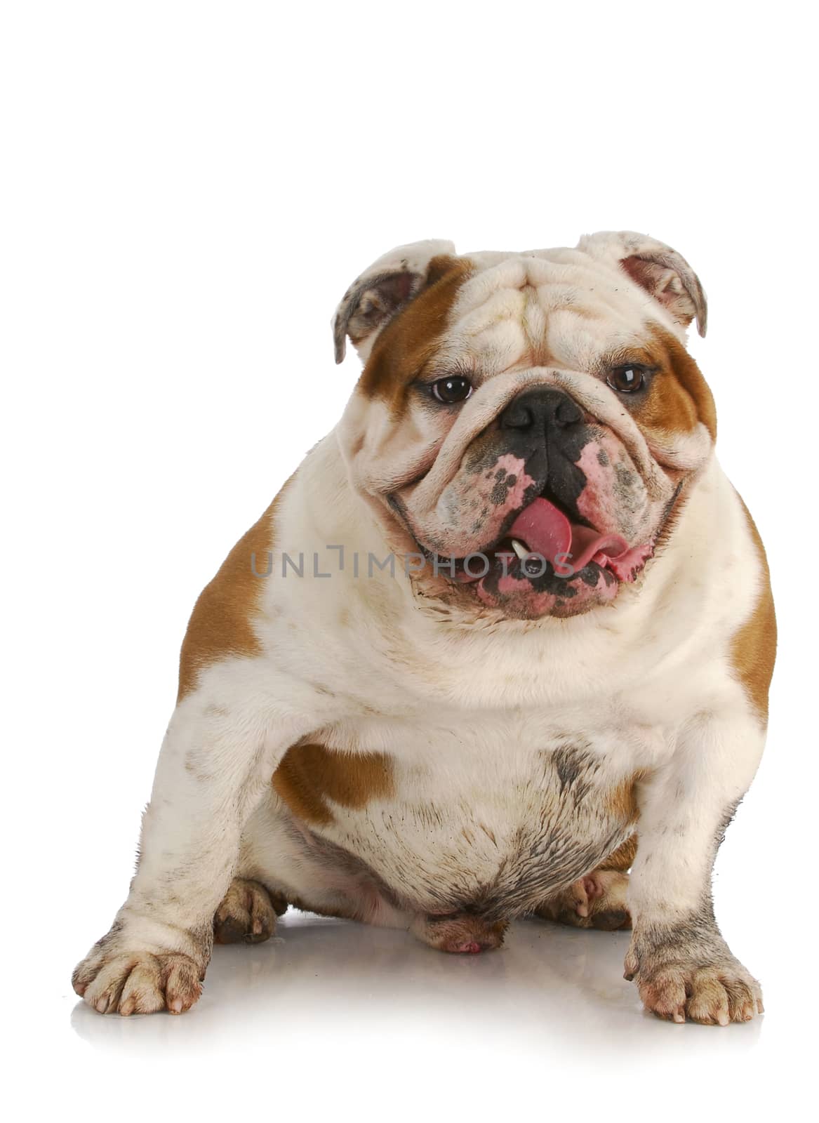 dirty dog - english bulldog muddy from playing outside on white background