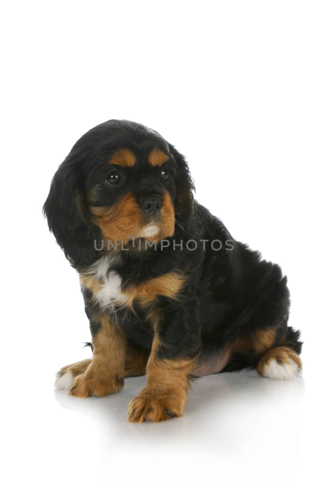 cute puppy - black and tan cavalier king charles spaniel puppy looking off to the side - 6 weeks old