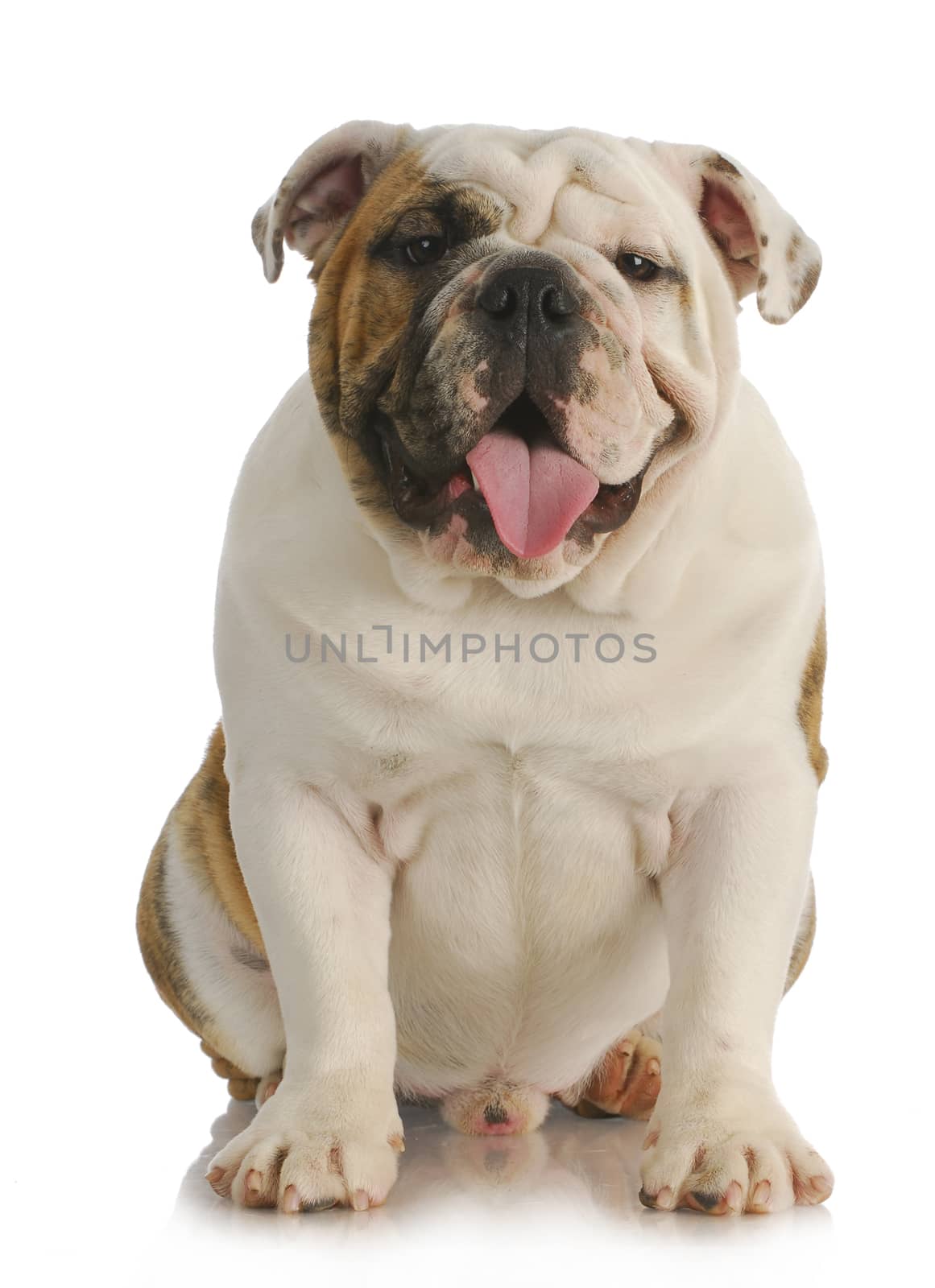 cute dog - english bulldog with tongue out panting sitting on white background