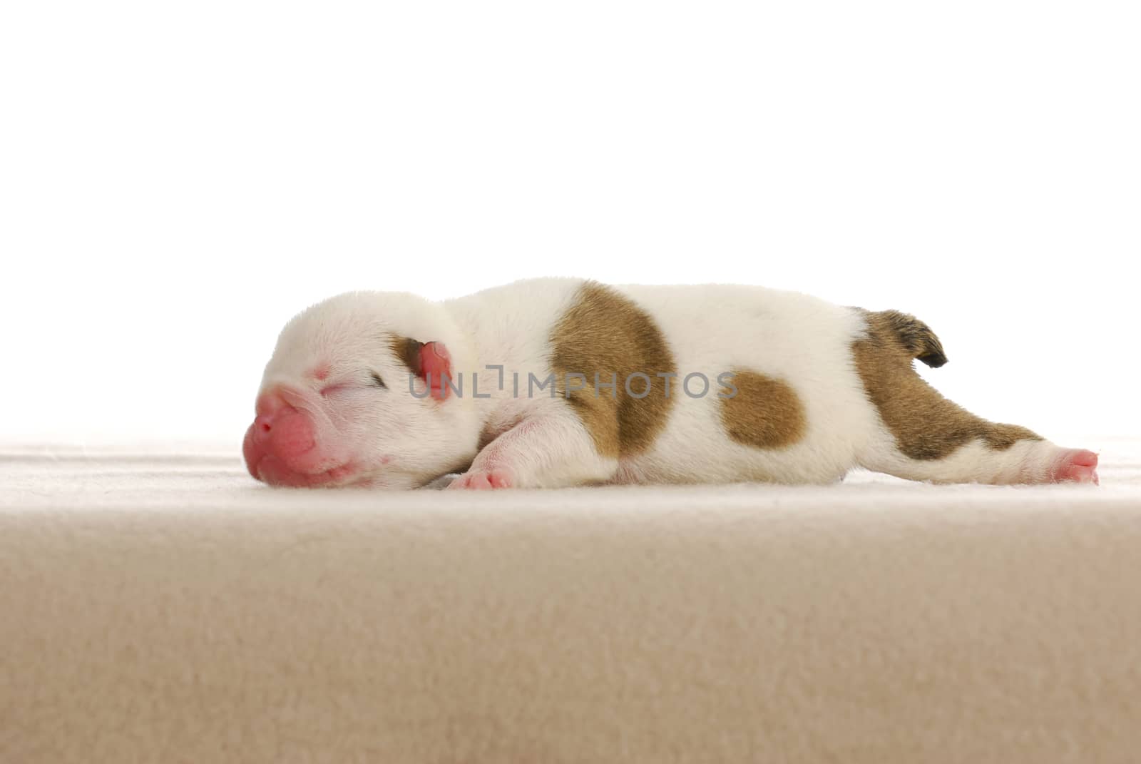 newborn puppy - english bulldog male four days old 