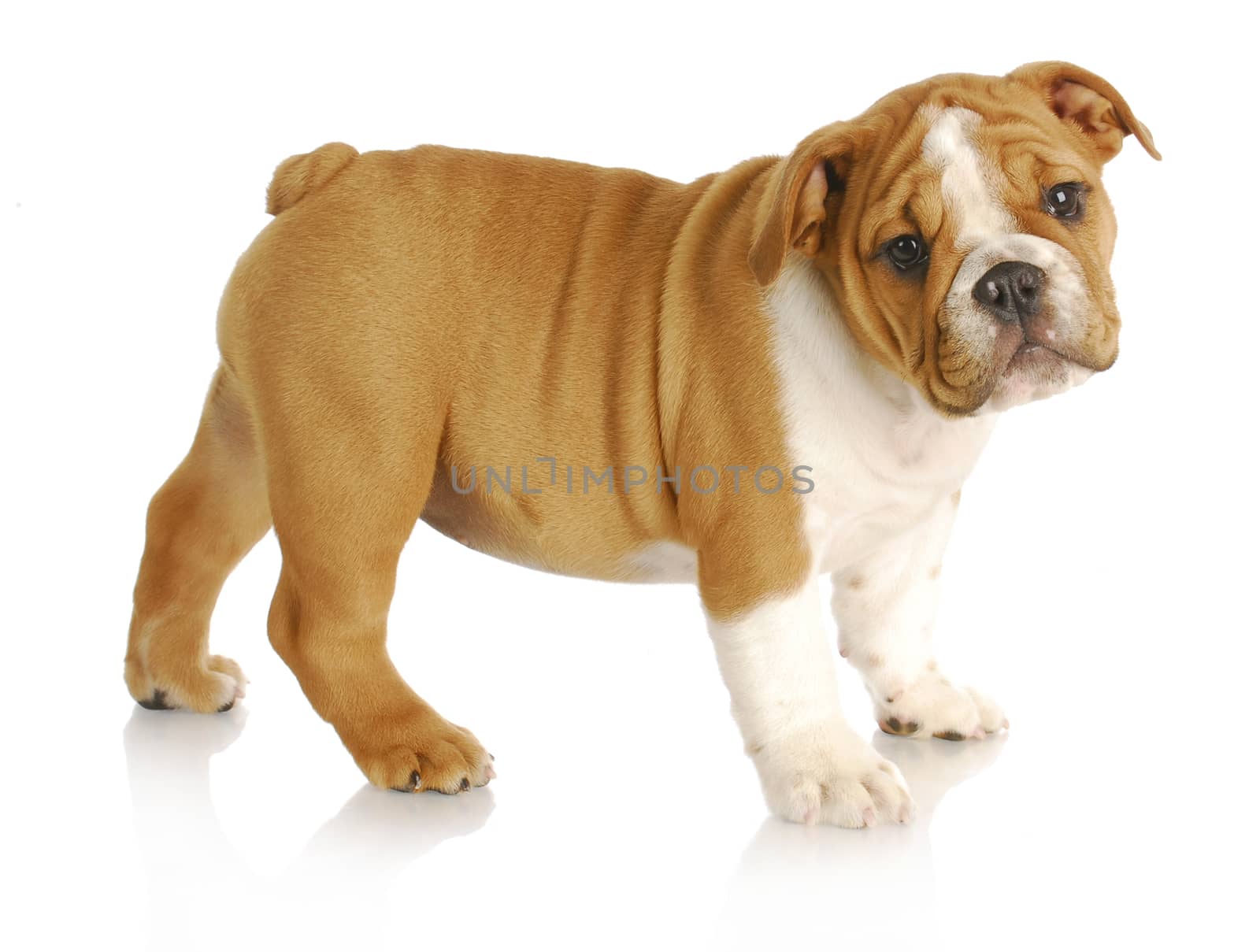 cute puppy - english bulldog puppy standing looking at viewer on white background - nine weeks old