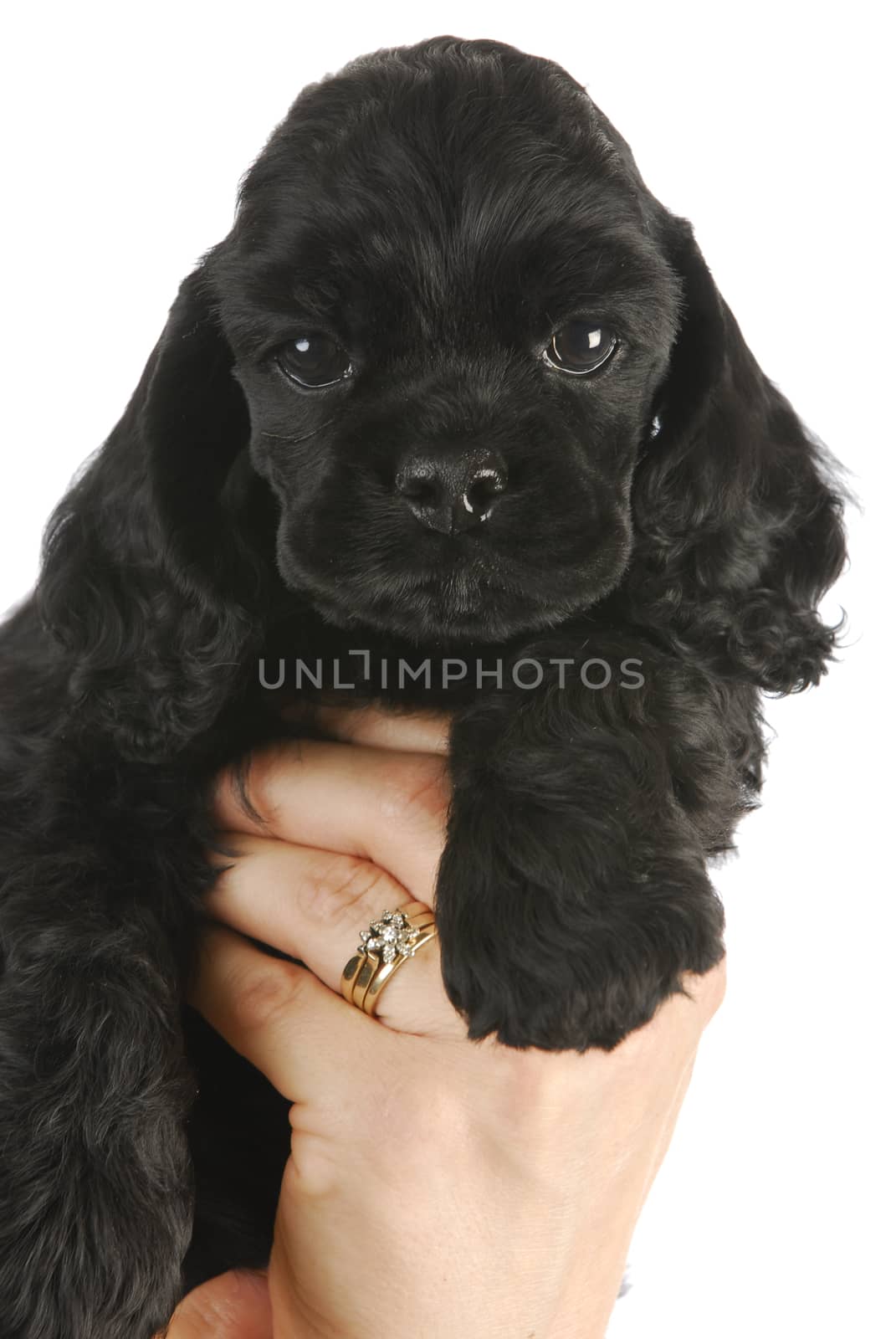 cute puppy - hand holding black american cocker spaniel puppy - 6 weeks old