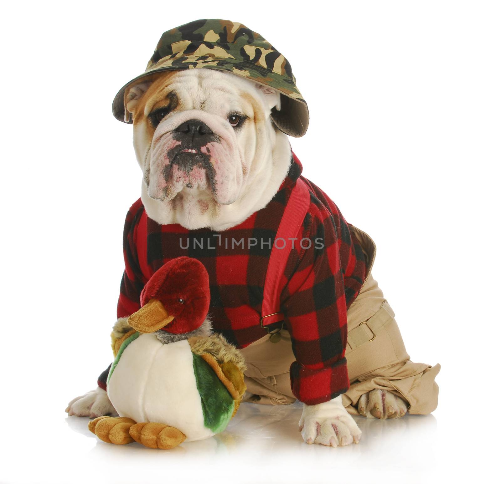 hunting dog - english bulldog dressed up like a hunter on white background