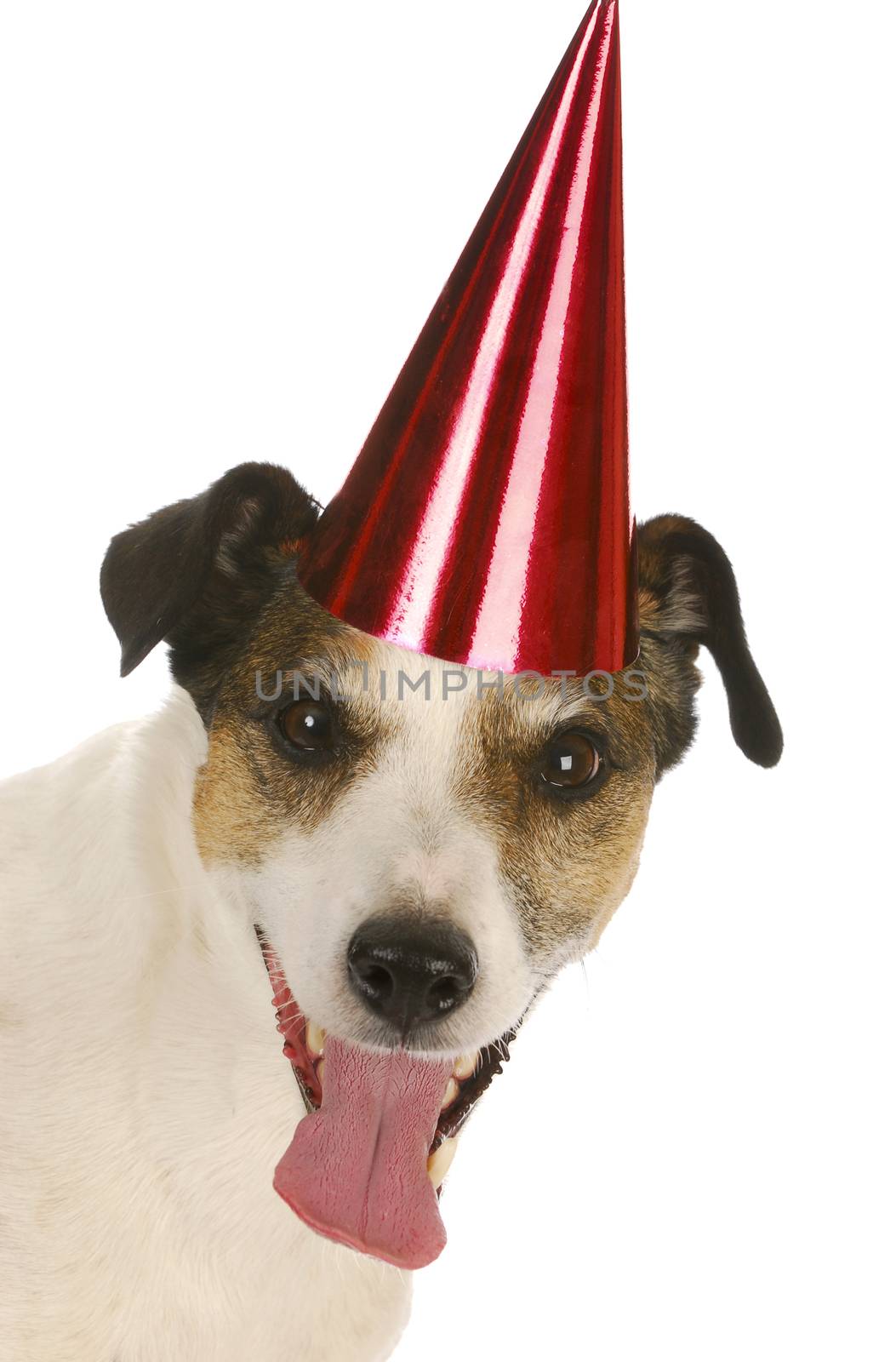 birthday dog - jack russel terrier wearing red birthday hat on white background