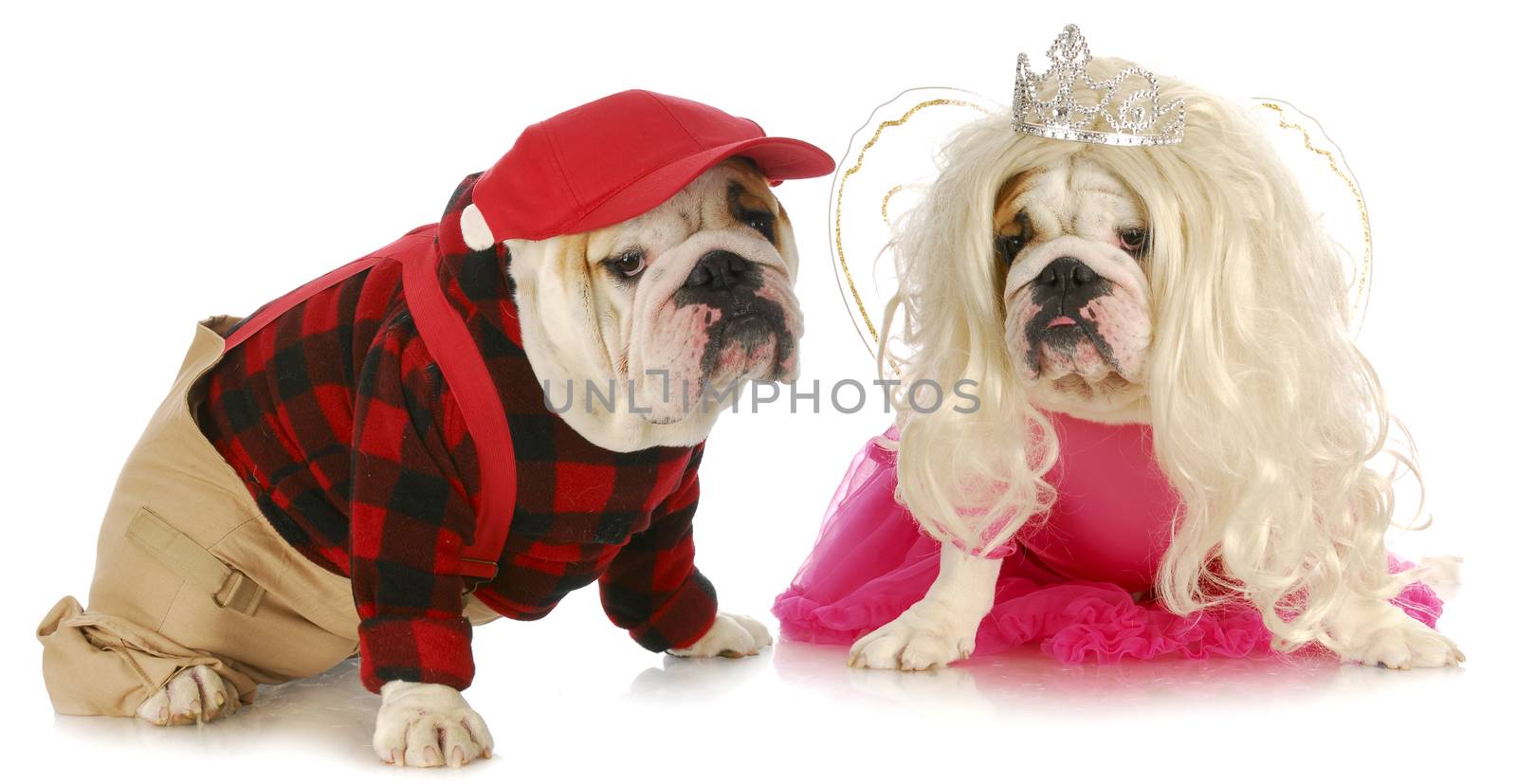 dog couple - male and female english bulldog couple on white background