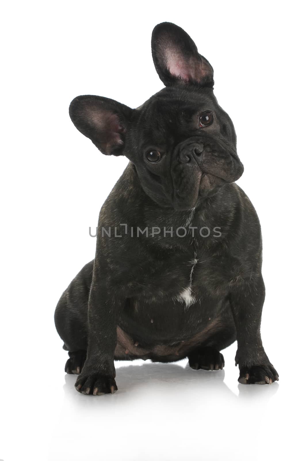 french bulldog sitting with reflection on white background 