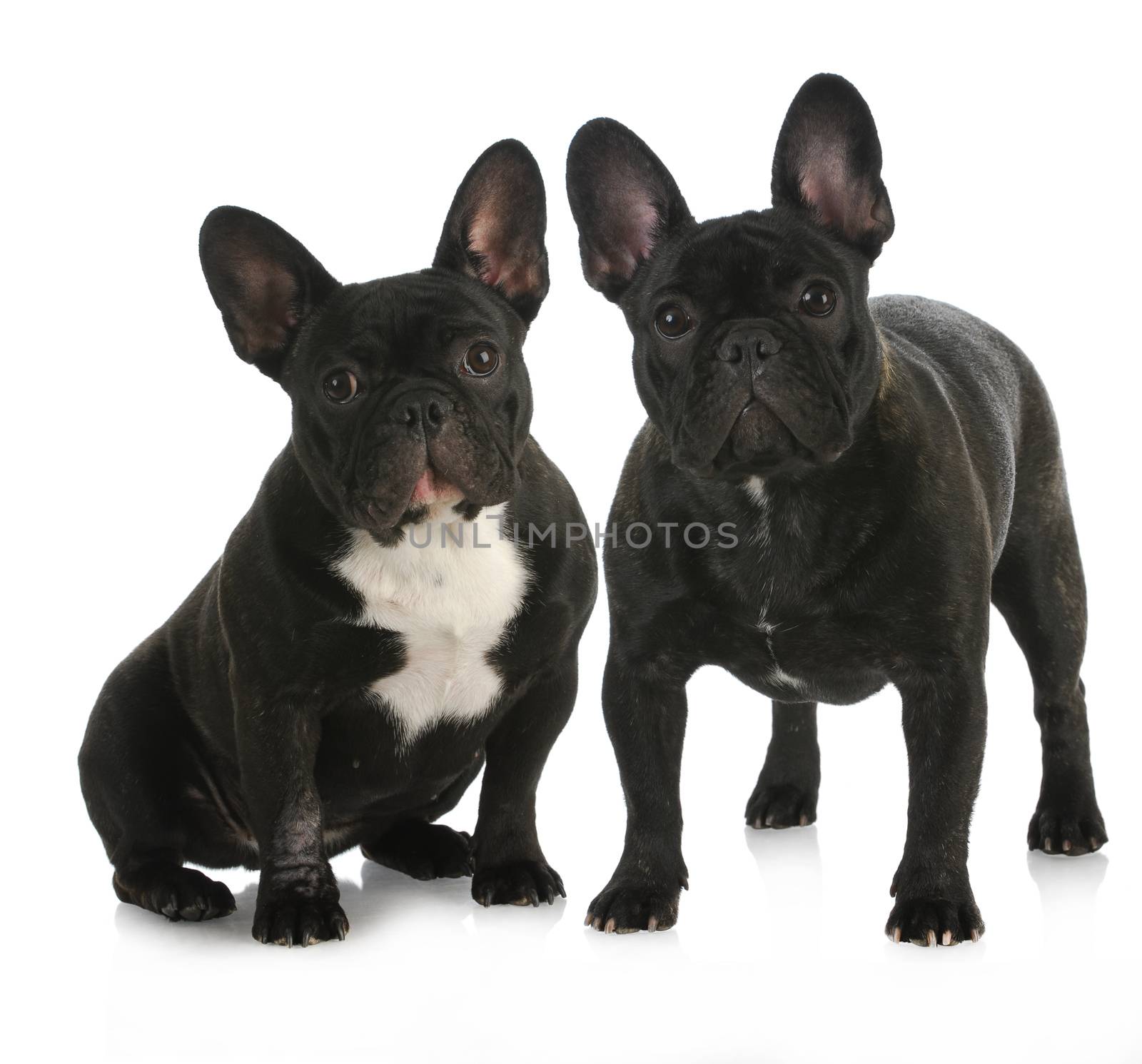 litter mates - two french bulldog puppies with reflection on white background