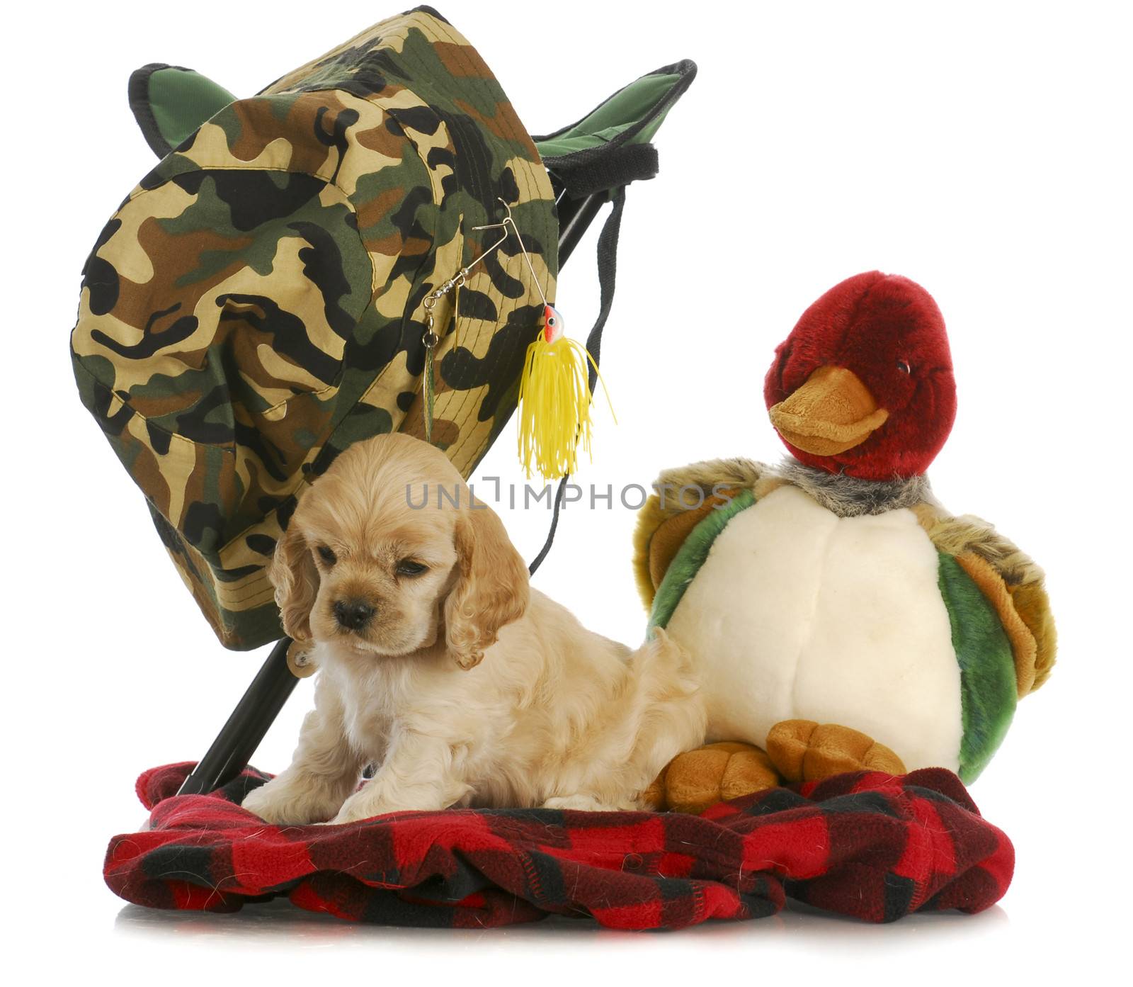 hunting dog - american cocker spaniel puppy sitting beside hunting and fishing gear on white background - 6 weeks old