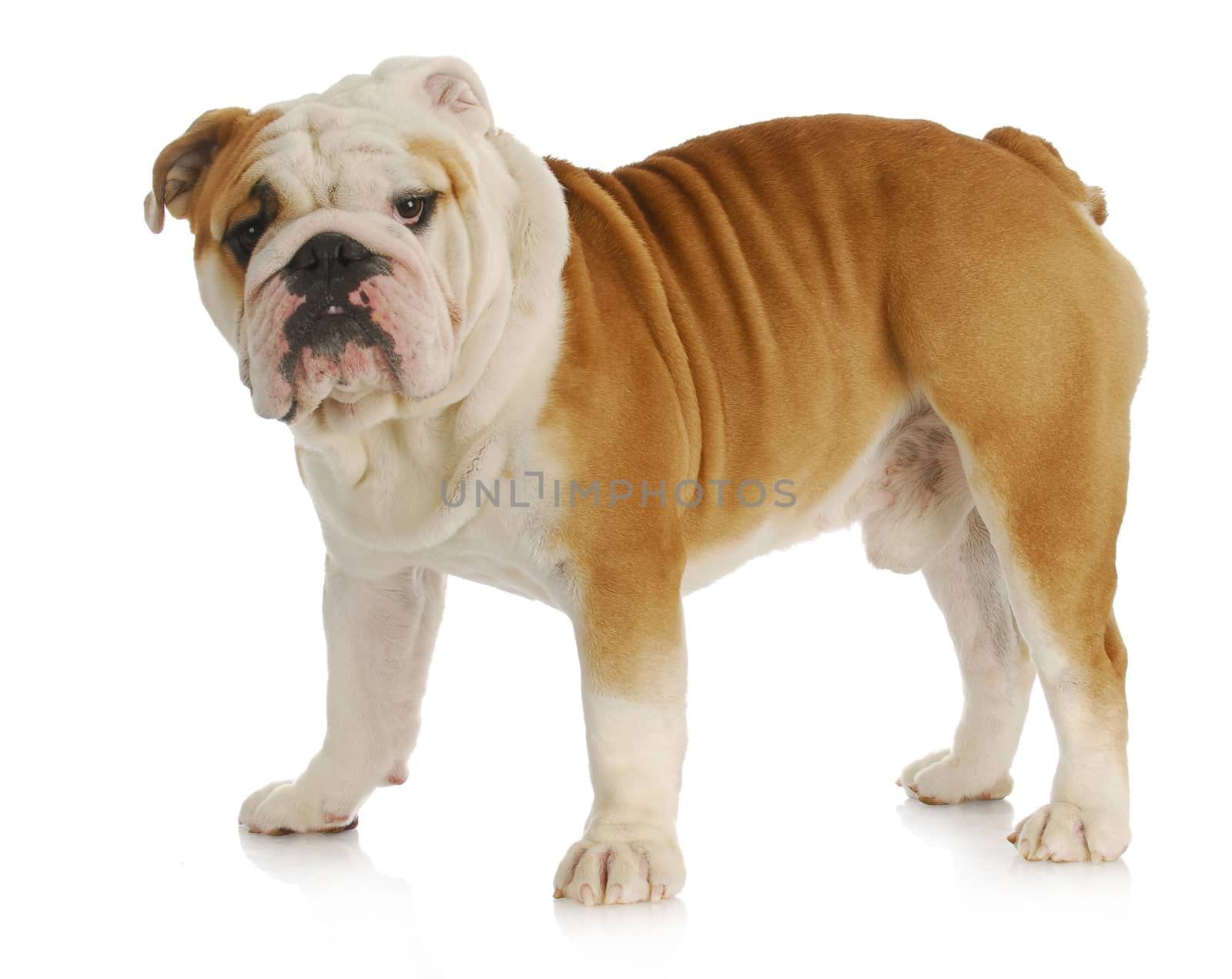 english bulldog standing looking at viewer on white background