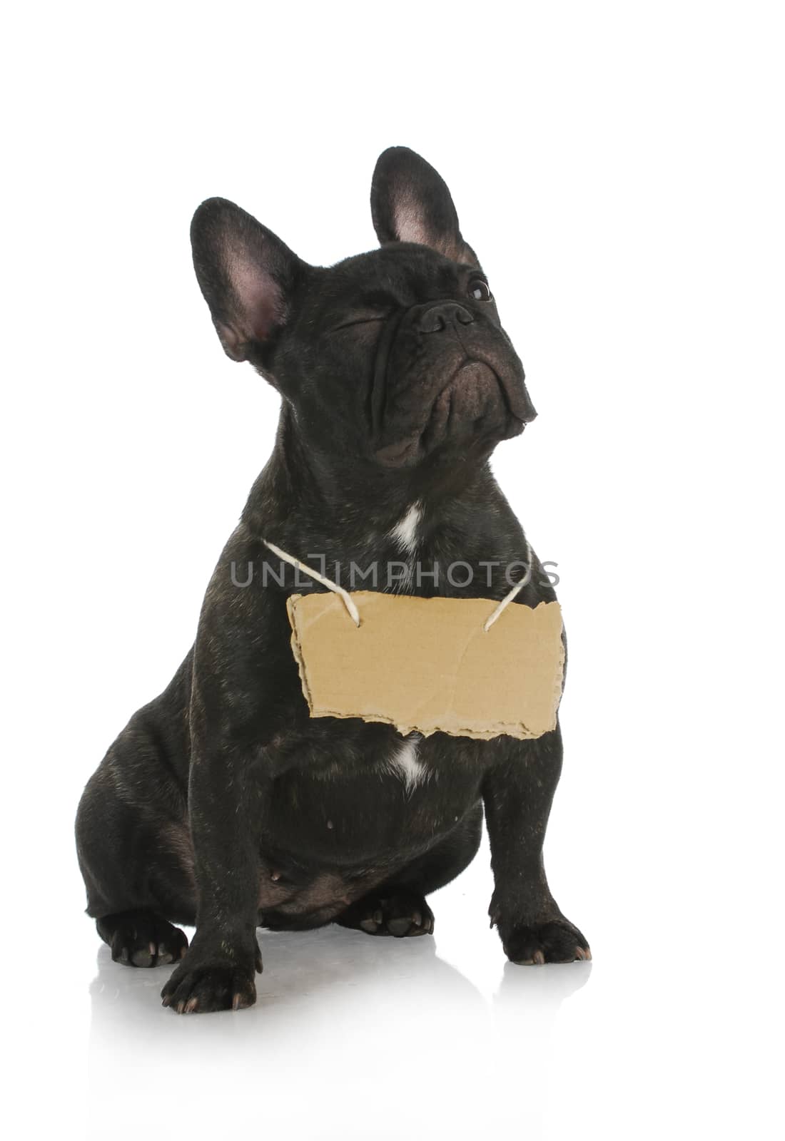 dog winking - french bulldog winking while wearing cardboard sign around neck on white background