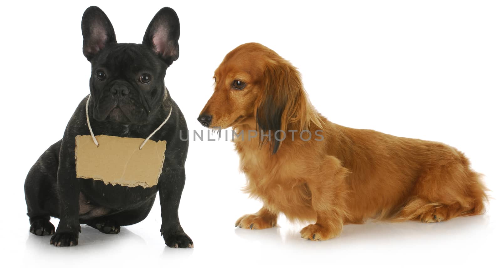 dog with a message - dachshund looking a sign that is around french bulldogs neck