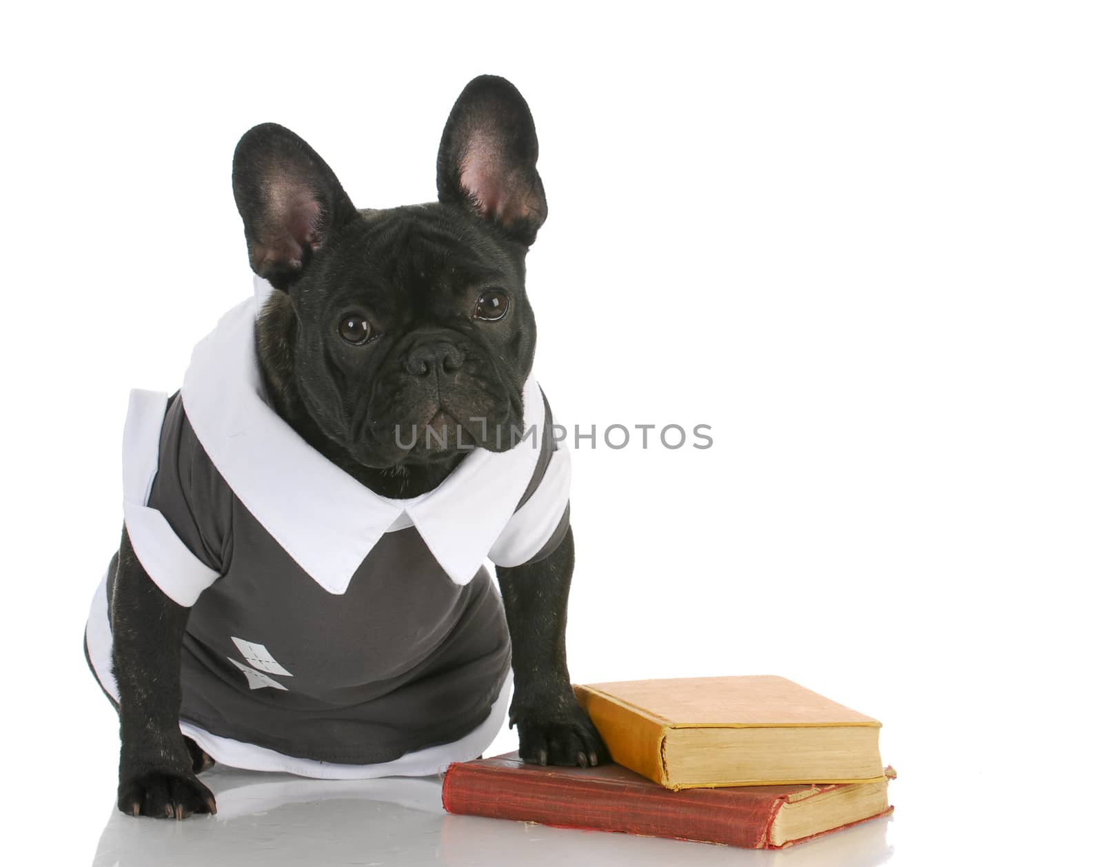 dog obedience school - french bulldog wearing shirt sitting with books