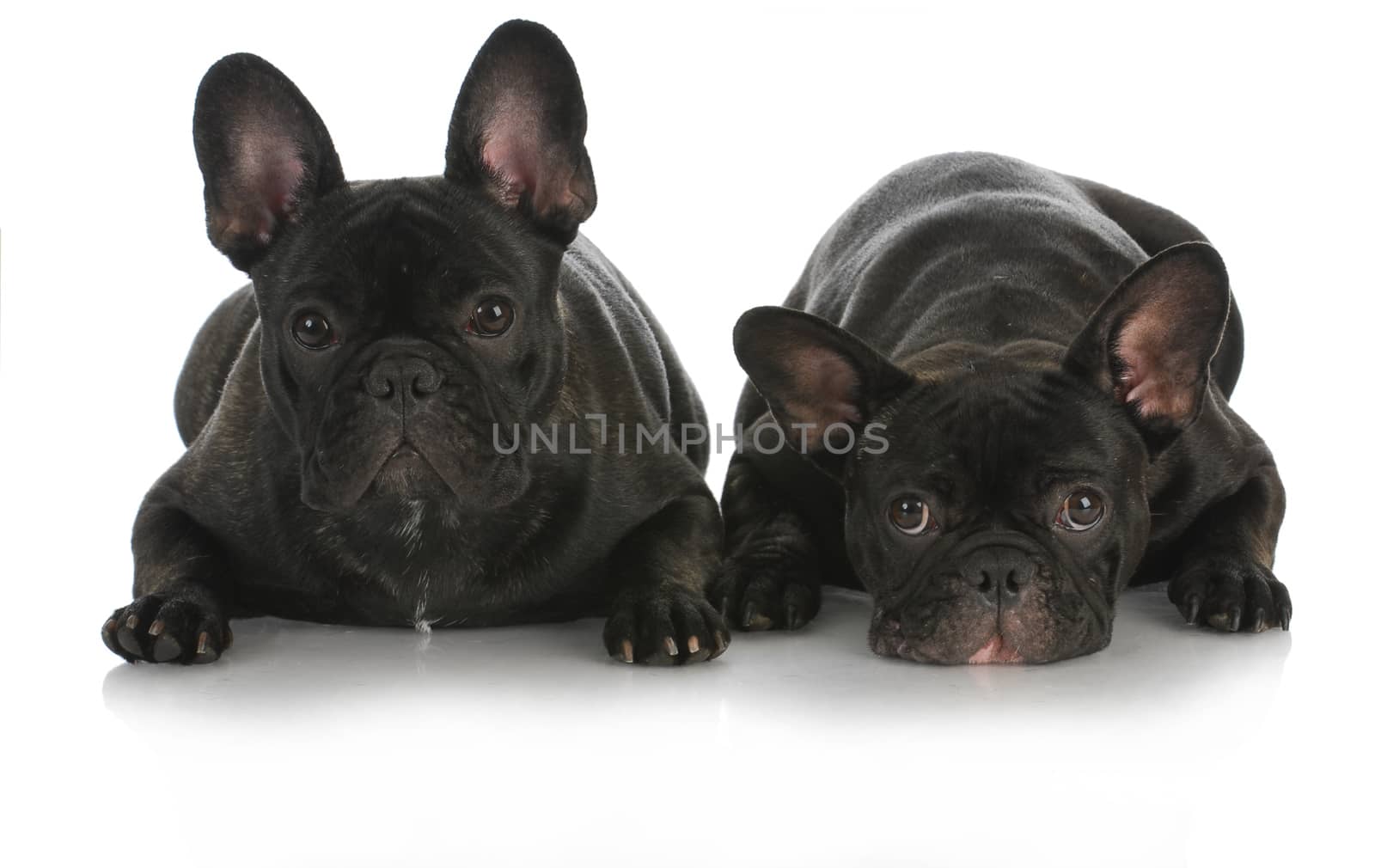 littermates - two french bulldogs isolated on white background
