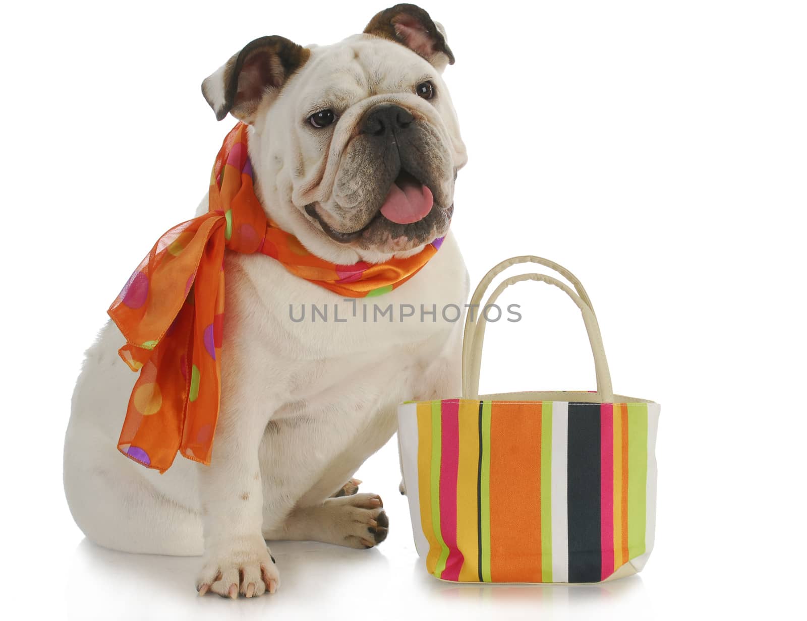 english bulldog wearing silk scarf with matching colorful purse on white background