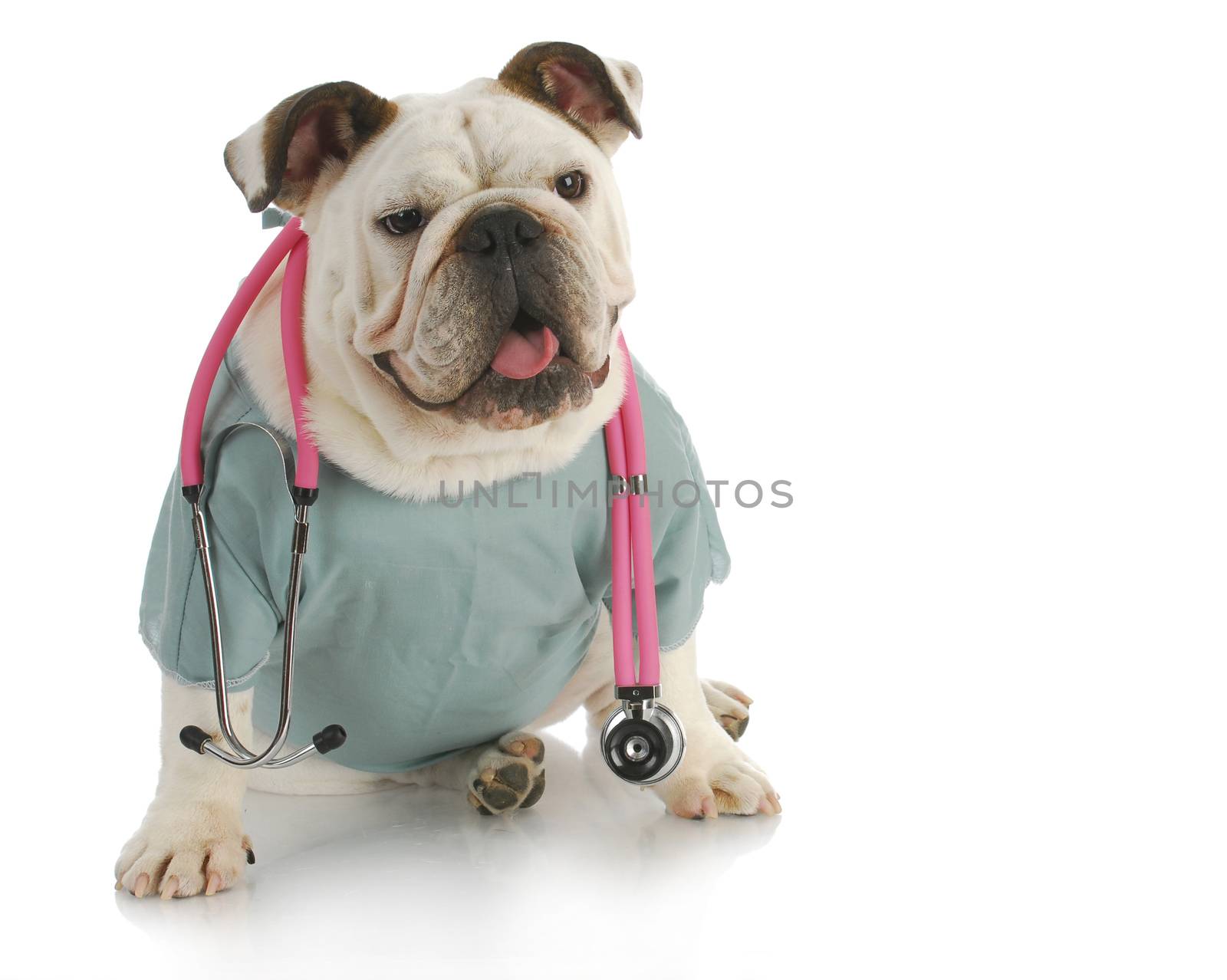 veterinary care- english bulldog doctor with stethoscope