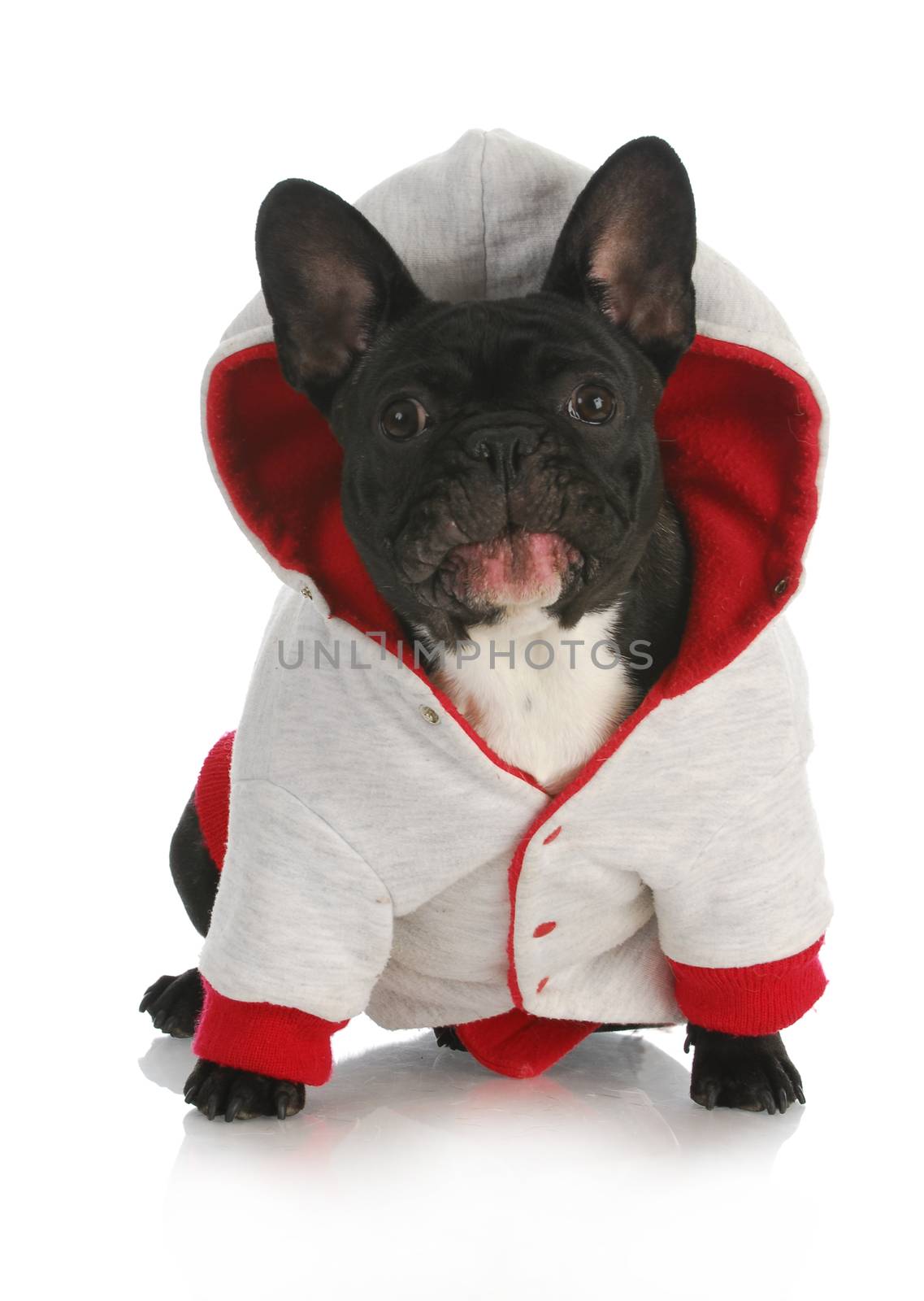 dog wearing sweater - french bulldog with silly expression wearing coat on white background