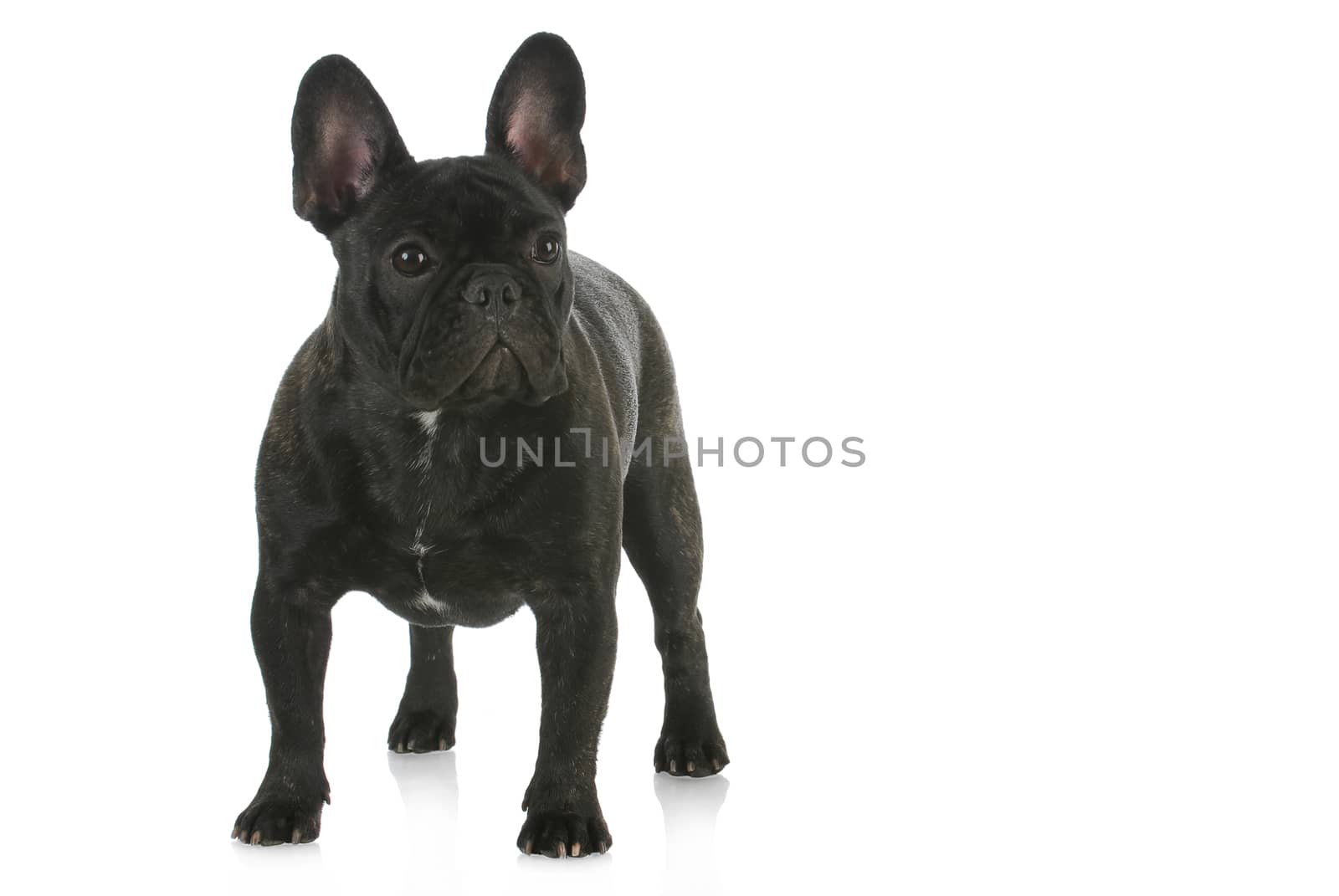 french bulldog standing by willeecole123