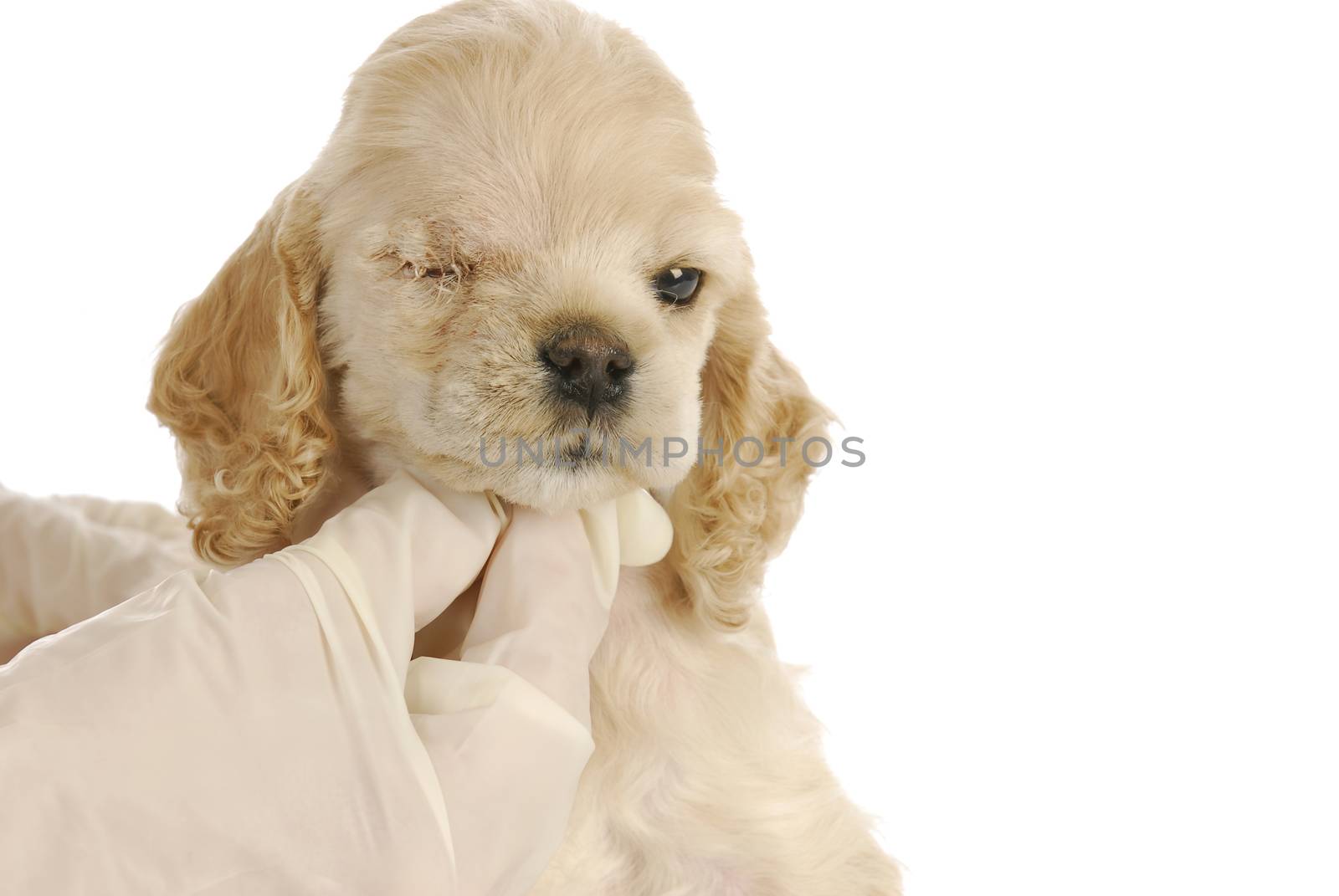 veterinary care - cocker spaniel puppy one week post-op from having eye removed - congential glaucoma - six weeks old
