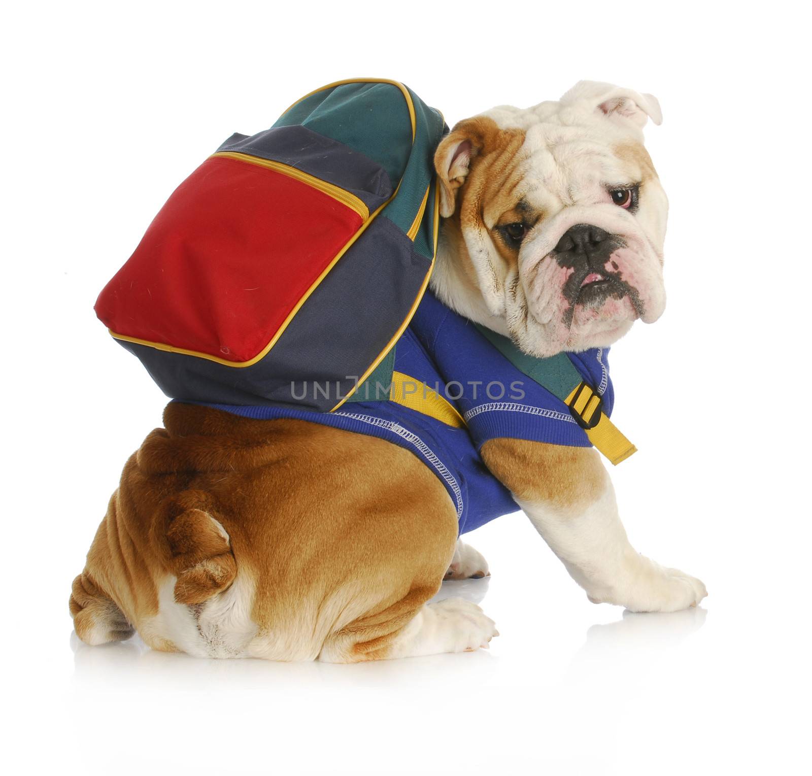 dog obedience school - english bulldog wearing blue shirt and matching back pack looking at viewer 