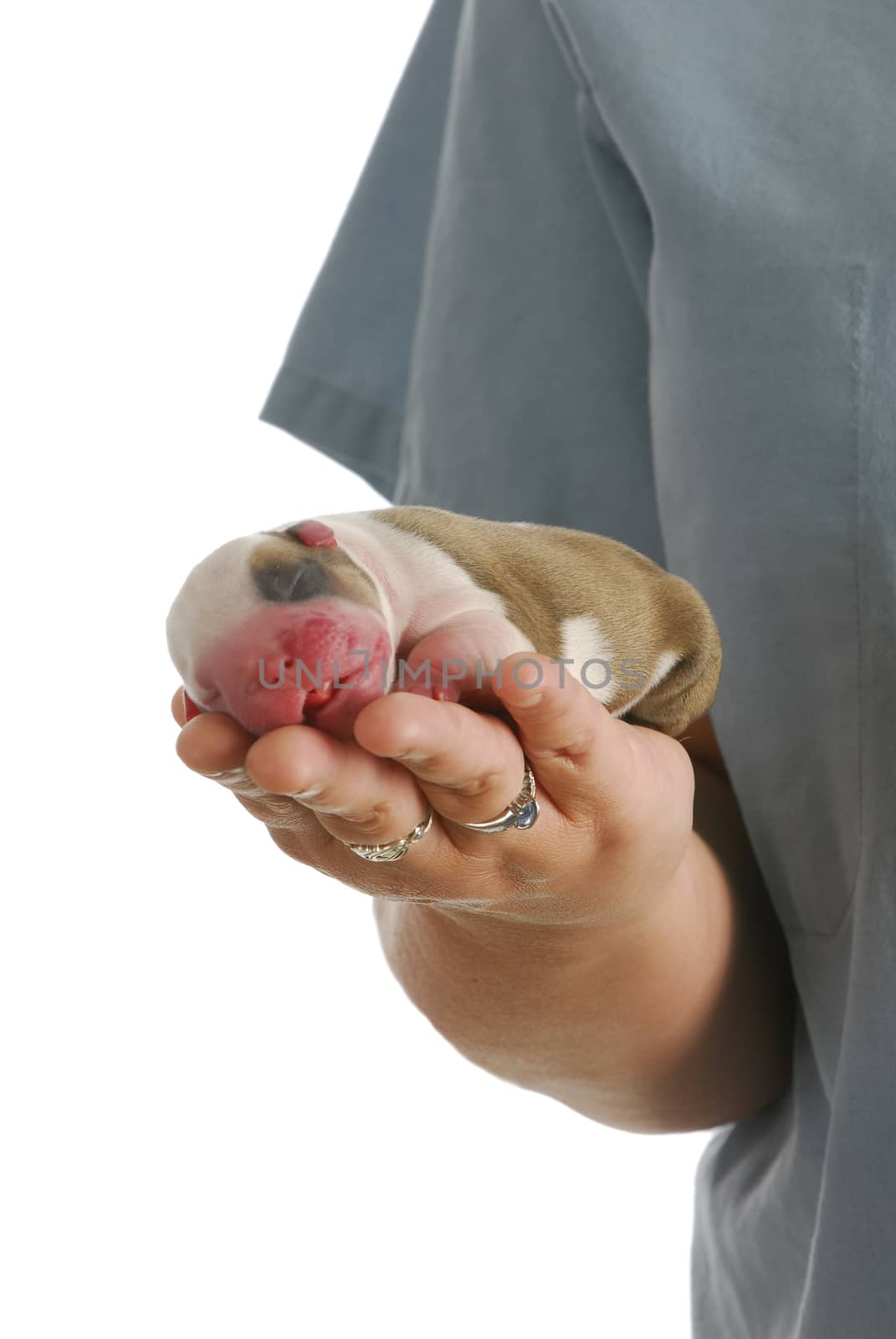 veterinarian holding newborn puppy on white background - one hour old english bulldog