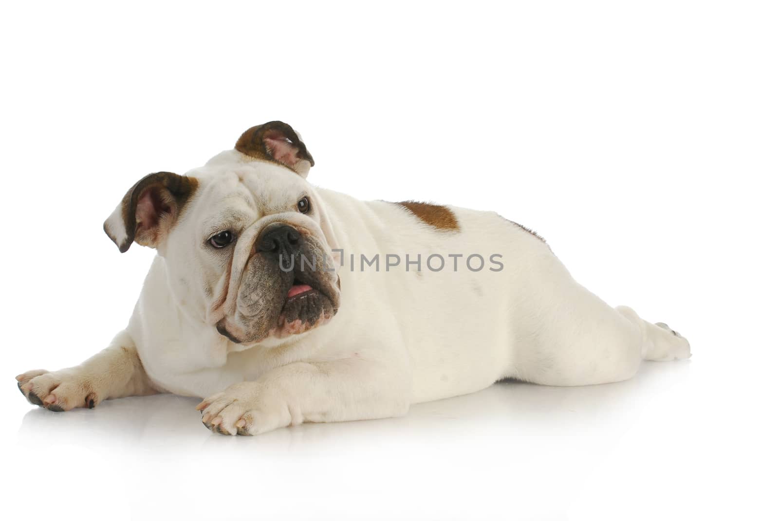 english bulldog laying down with back legs stretched out on white background