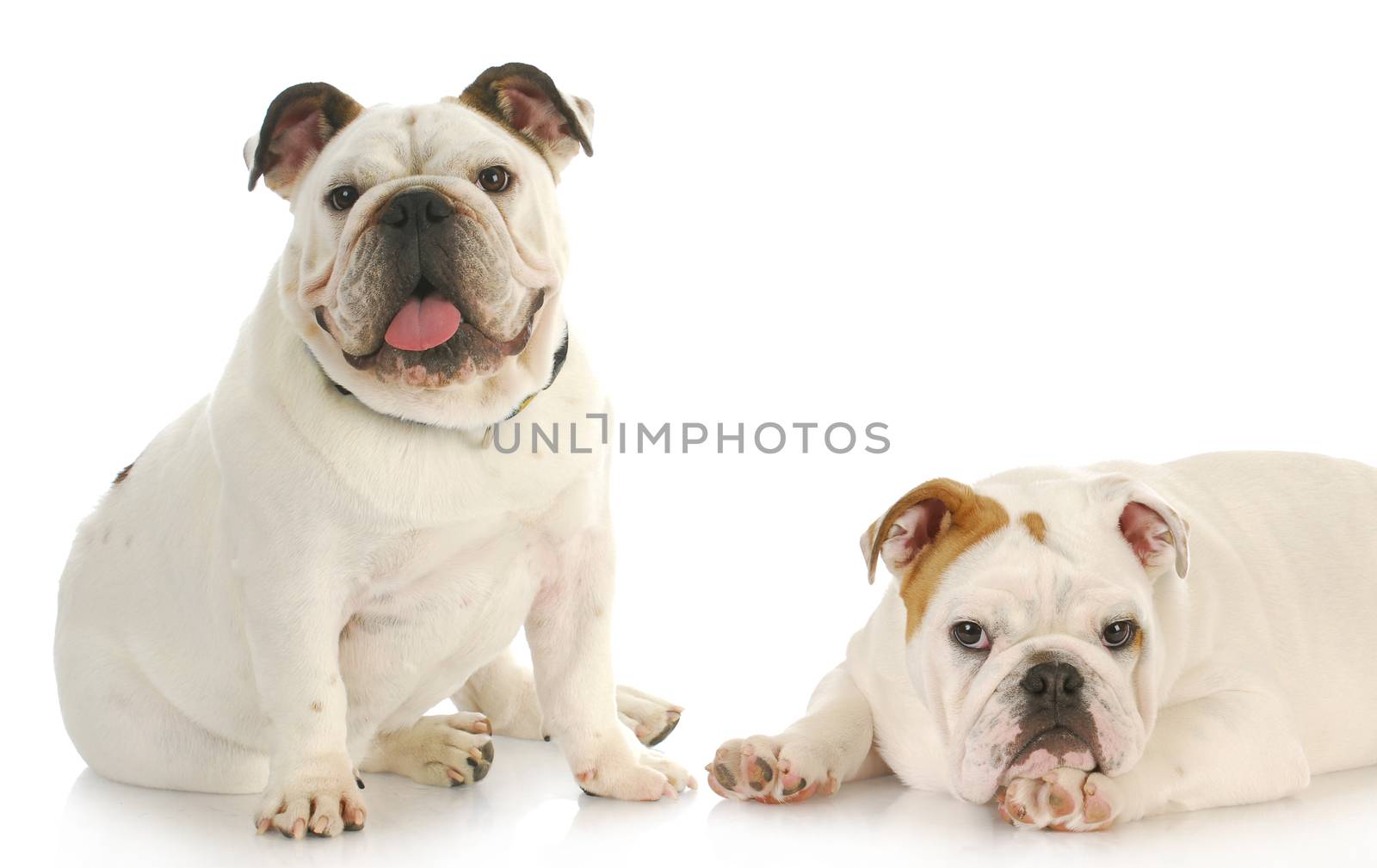 two puppies - english bulldog puppies with reflection on white background