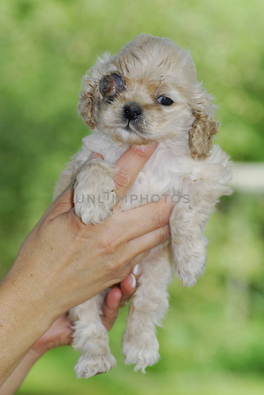 canine glaucoma - american cocker spaniel with canine glaucoma - 5 weeks old