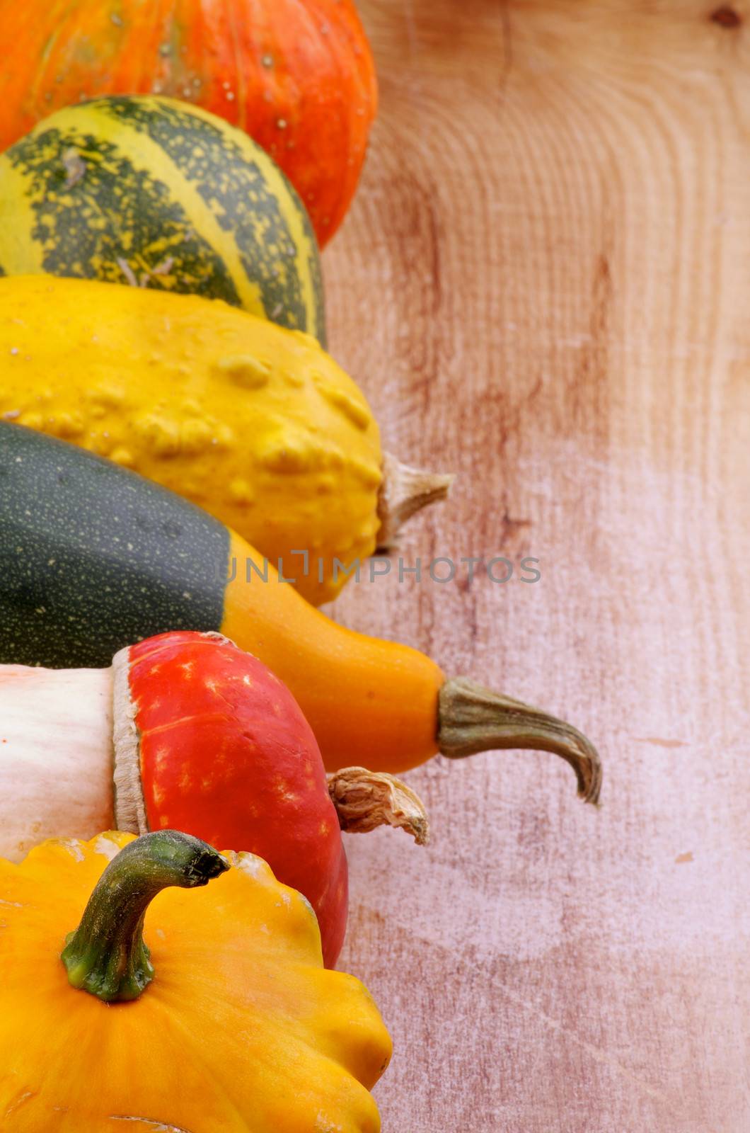 Frame of Various Miniature Pumpkin, Squash and Marrow closeup on Wooden background